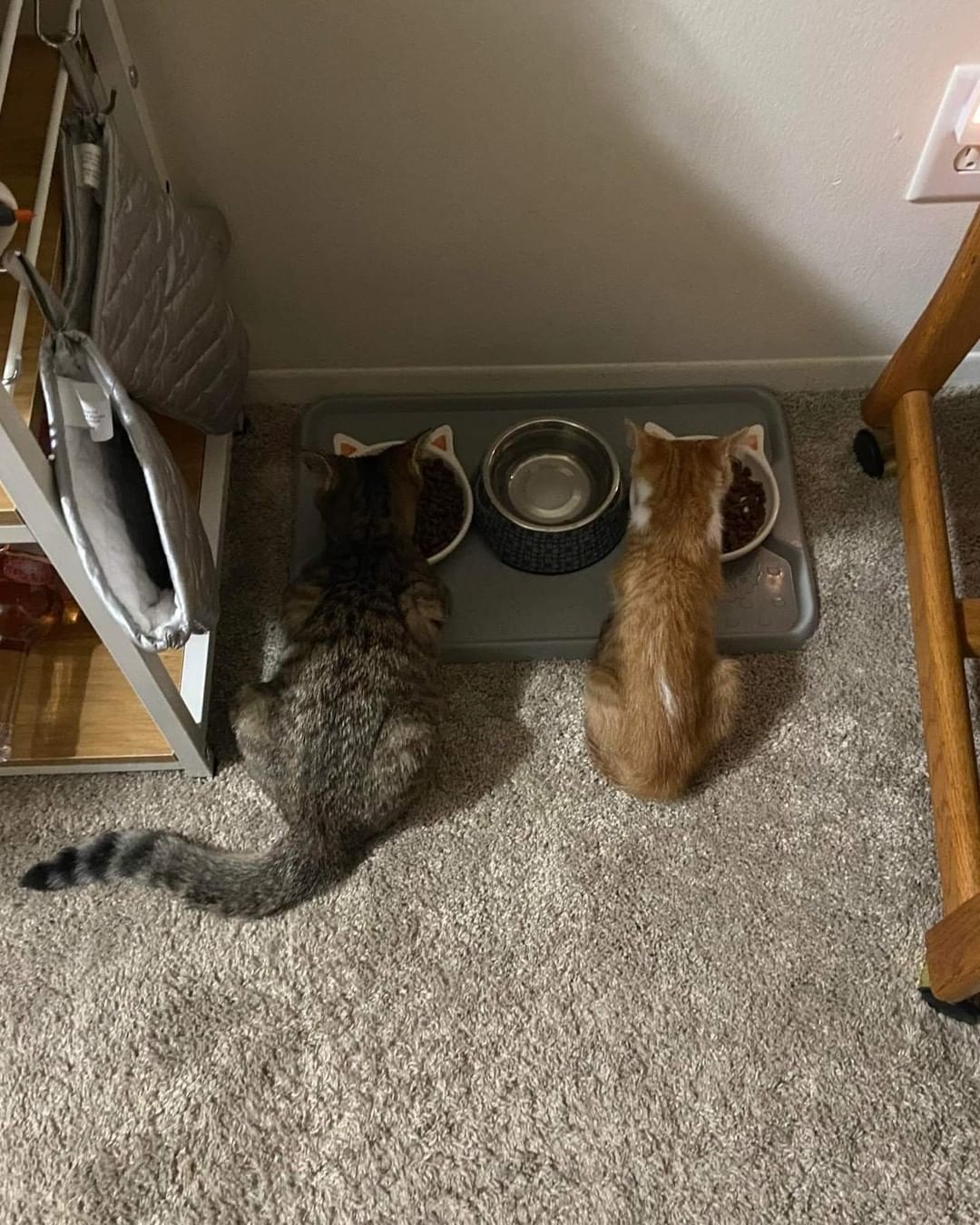 We always say kittens do better in pairs, and this pair were best friends in their foster home. 

Rambo (now Jinjo) & Petrie (now Oliver) are being spoiled rotten in their forever home! It's so rewarding to see our babies happy! <a target='_blank' href='https://www.instagram.com/explore/tags/bestfriends/'>#bestfriends</a>