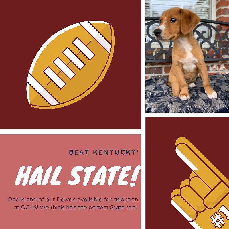 Today it’s a Dawg-(B)eat-(Wild)cat World! 

From the OCHS Dawghouse (and especially from our featured pup, Doc!) to @HailStateFB: <a target='_blank' href='https://www.instagram.com/explore/tags/HailState/'>#HailState</a>! <a target='_blank' href='https://www.instagram.com/explore/tags/BeatKentucky/'>#BeatKentucky</a>! 

<a target='_blank' href='https://www.instagram.com/explore/tags/hailstatefootball/'>#hailstatefootball</a> <a target='_blank' href='https://www.instagram.com/explore/tags/hailstate/'>#hailstate</a>🐶 <a target='_blank' href='https://www.instagram.com/explore/tags/sheleterdogs/'>#sheleterdogs</a> <a target='_blank' href='https://www.instagram.com/explore/tags/dogsofinstagram/'>#dogsofinstagram</a> <a target='_blank' href='https://www.instagram.com/explore/tags/adoptadog/'>#adoptadog</a> <a target='_blank' href='https://www.instagram.com/explore/tags/puppylove/'>#puppylove</a> <a target='_blank' href='https://www.instagram.com/explore/tags/rescuedogs/'>#rescuedogs</a> <a target='_blank' href='https://www.instagram.com/explore/tags/ochs/'>#ochs</a> <a target='_blank' href='https://www.instagram.com/explore/tags/adoptdontshop/'>#adoptdontshop</a> <a target='_blank' href='https://www.instagram.com/explore/tags/animalrescue/'>#animalrescue</a> <a target='_blank' href='https://www.instagram.com/explore/tags/spayandneuter/'>#spayandneuter</a> <a target='_blank' href='https://www.instagram.com/explore/tags/adoptables/'>#adoptables</a> <a target='_blank' href='https://www.instagram.com/explore/tags/humanesociety/'>#humanesociety</a> <a target='_blank' href='https://www.instagram.com/explore/tags/animalwelfare/'>#animalwelfare</a> <a target='_blank' href='https://www.instagram.com/explore/tags/whywerescue/'>#whywerescue</a> <a target='_blank' href='https://www.instagram.com/explore/tags/adoptezmoi/'>#adoptezmoi</a> <a target='_blank' href='https://www.instagram.com/explore/tags/adoptme/'>#adoptme</a> <a target='_blank' href='https://www.instagram.com/explore/tags/starkvillems/'>#starkvillems</a> <a target='_blank' href='https://www.instagram.com/explore/tags/mspets/'>#mspets</a> <a target='_blank' href='https://www.instagram.com/explore/tags/petsofinstagram/'>#petsofinstagram</a> <a target='_blank' href='https://www.instagram.com/explore/tags/rescuelove/'>#rescuelove</a> <a target='_blank' href='https://www.instagram.com/explore/tags/puppies/'>#puppies</a> <a target='_blank' href='https://www.instagram.com/explore/tags/puppylove/'>#puppylove</a> <a target='_blank' href='https://www.instagram.com/explore/tags/puppylife/'>#puppylife</a> <a target='_blank' href='https://www.instagram.com/explore/tags/adoptashelterpuppy/'>#adoptashelterpuppy</a> <a target='_blank' href='https://www.instagram.com/explore/tags/labpuppy/'>#labpuppy</a> <a target='_blank' href='https://www.instagram.com/explore/tags/footballdawg/'>#footballdawg</a> <a target='_blank' href='https://www.instagram.com/explore/tags/dawghouse/'>#dawghouse</a>