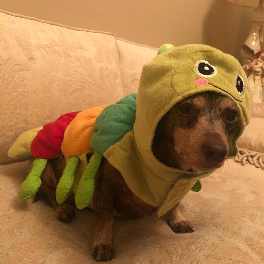 We’ve also had some new weenies wander over to the costume contest - be sure to check out the leaderboard and give a warm welcome to Carter - our champion from our costume contest last year! 🐛 And Sandy - rocking a very cute onesie! 😍💗

<a target='_blank' href='https://www.instagram.com/explore/tags/lilcaterpillar/'>#lilcaterpillar</a> <a target='_blank' href='https://www.instagram.com/explore/tags/dogonesie/'>#dogonesie</a> <a target='_blank' href='https://www.instagram.com/explore/tags/dachshundsofinstagram/'>#dachshundsofinstagram</a> <a target='_blank' href='https://www.instagram.com/explore/tags/howloween/'>#howloween</a> <a target='_blank' href='https://www.instagram.com/explore/tags/halloweenie/'>#halloweenie</a> <a target='_blank' href='https://www.instagram.com/explore/tags/halloweener/'>#halloweener</a> <a target='_blank' href='https://www.instagram.com/explore/tags/howloweenie/'>#howloweenie</a> <a target='_blank' href='https://www.instagram.com/explore/tags/hungrycaterpillar/'>#hungrycaterpillar</a> <a target='_blank' href='https://www.instagram.com/explore/tags/dogsinpajamas/'>#dogsinpajamas</a> <a target='_blank' href='https://www.instagram.com/explore/tags/foragoodcause/'>#foragoodcause</a> <a target='_blank' href='https://www.instagram.com/explore/tags/supportdoxies/'>#supportdoxies</a> <a target='_blank' href='https://www.instagram.com/explore/tags/adoptdontshop/'>#adoptdontshop</a> <a target='_blank' href='https://www.instagram.com/explore/tags/dachshundrescue/'>#dachshundrescue</a> <a target='_blank' href='https://www.instagram.com/explore/tags/rescueadachshund/'>#rescueadachshund</a>