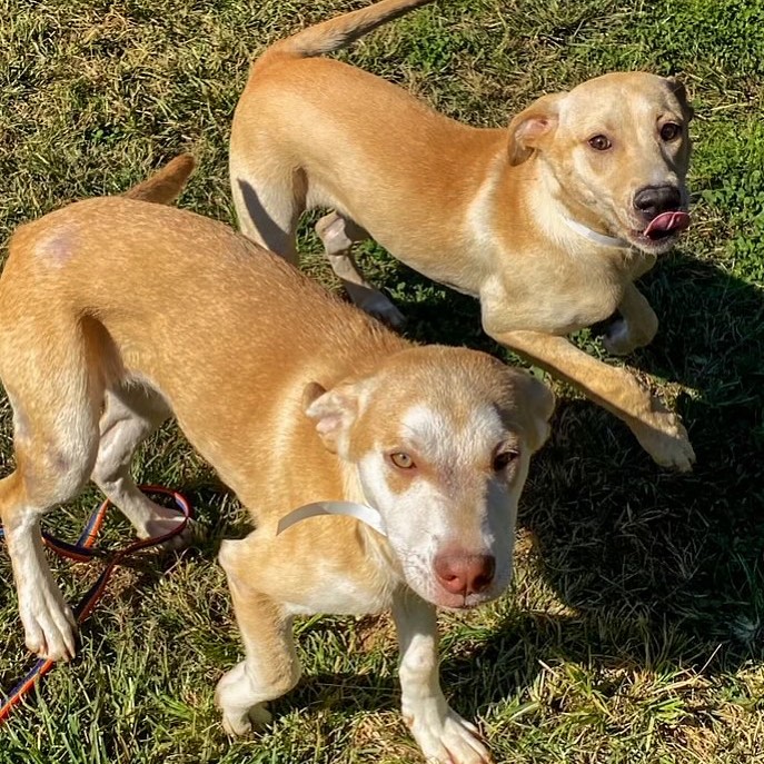 Meet Victoria & Emily. These sisters are 5-6 months old and looking for their forever home!