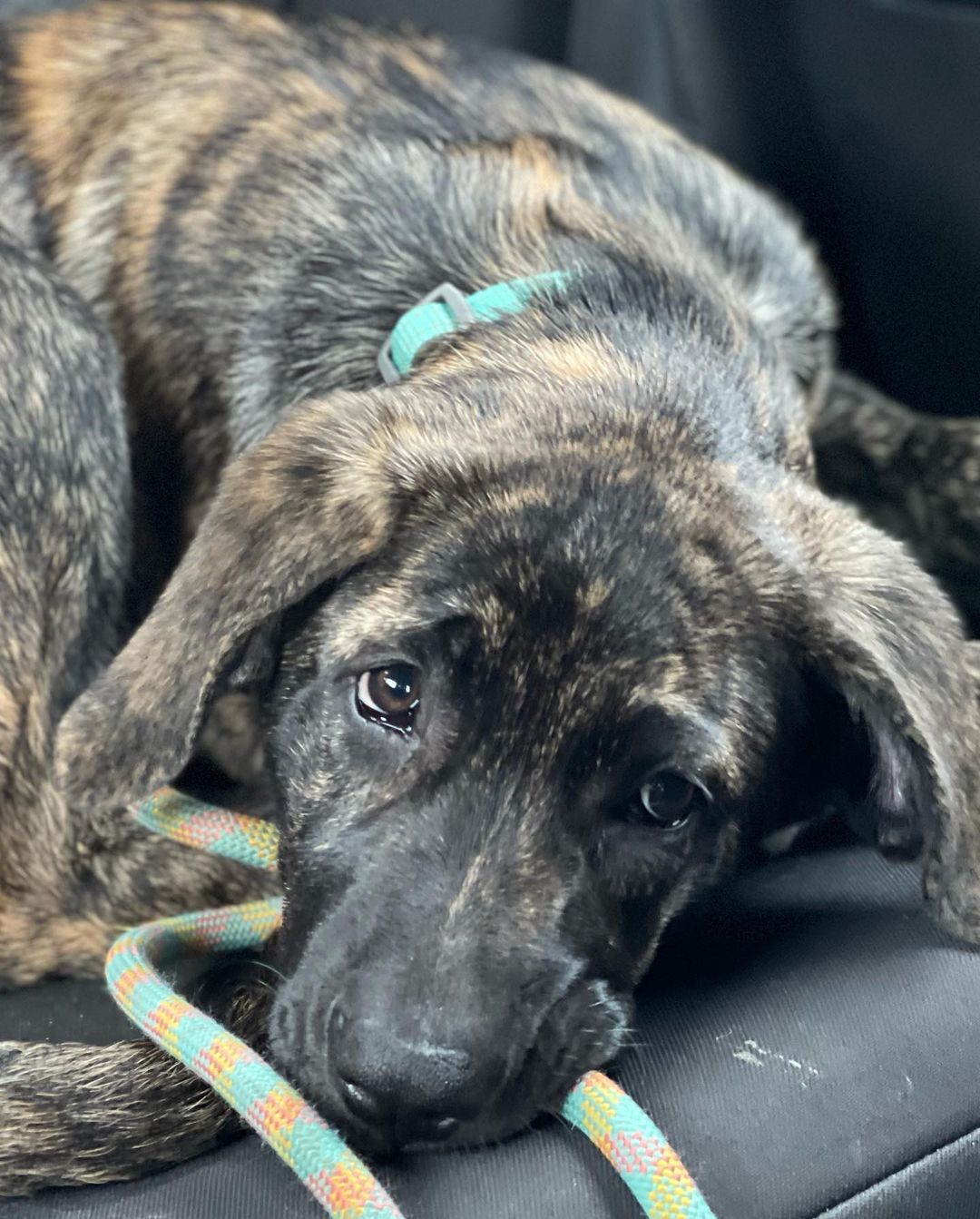 Welcome to the good life Java! 

This sweet girl is a 13 week old <a target='_blank' href='https://www.instagram.com/explore/tags/mastiffshepherdmix/'>#mastiffshepherdmix</a> and a complete sweetie 

<a target='_blank' href='https://www.instagram.com/explore/tags/bdhp/'>#bdhp</a> <a target='_blank' href='https://www.instagram.com/explore/tags/bdhpi/'>#bdhpi</a> <a target='_blank' href='https://www.instagram.com/explore/tags/bigdoghugepaws/'>#bigdoghugepaws</a>