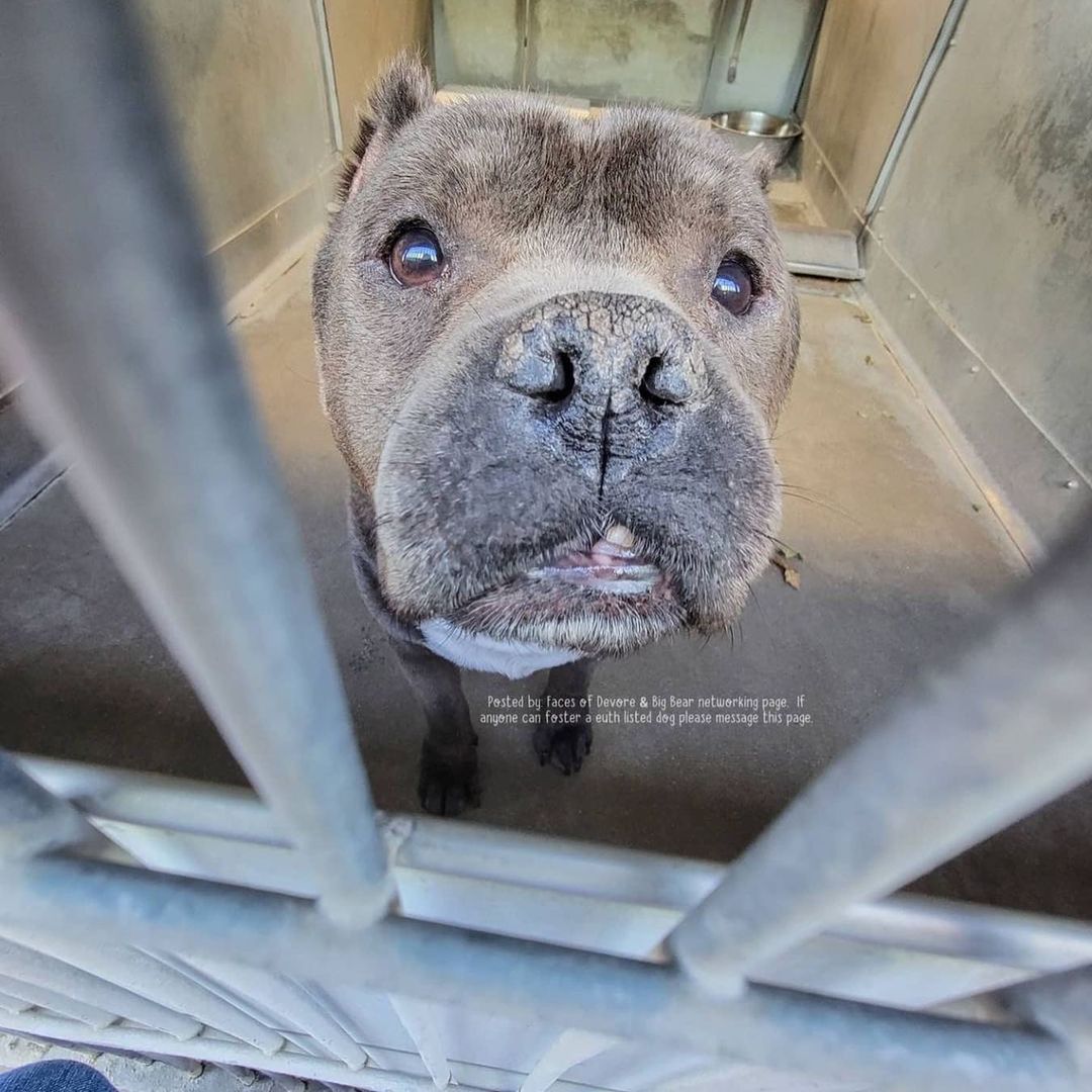 Happy Saturday Rescue Fam! 

We’d love to get this Angel outta the shelter but need a committed and experienced foster to do so.

We reached out to the Devore shelter staff to obtain medical and behavioral notes on Scythe and were told, “He has not shown any signs of having behavior or medical issues. If the staff noticed anything it would have been noted”.

However, it’s clear a dental is in order. He would see one of our vets for a complete work up. We would also do an assessment with one of our trainers, if need be, to better understand him and his needs before placing him in a forever home.

What we do know is that, this short stack is about as adorable as they come, approximately 7 years old and talks real cute!

If you’ve never fostered for us before, the rescue covers all expenses (unless the foster would like to donate toward his care) and we’ll need to review your completed foster application. 

Link in our bio for our foster application.

Please email your completed application to hello@realgood.dog with “Foster Scythe” in the subject line.

Let’s get this bb safe!

<a target='_blank' href='https://www.instagram.com/explore/tags/RealGoodRescue/'>#RealGoodRescue</a> 
<a target='_blank' href='https://www.instagram.com/explore/tags/RealGoodGang/'>#RealGoodGang</a> 
<a target='_blank' href='https://www.instagram.com/explore/tags/DevoreAnimalShelter/'>#DevoreAnimalShelter</a> 
<a target='_blank' href='https://www.instagram.com/explore/tags/A756825/'>#A756825</a>