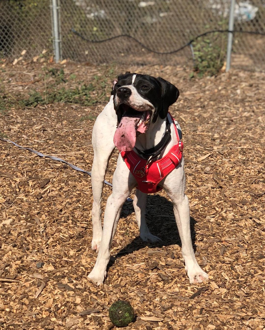 Sammy has found his forever home! 💕

“Melody, he’s a gift in my life and I couldn’t be more grateful. Sonny Corleone von Bülow Bono Saraceno, first of his name, defender of the drag queen, son of Claire, guardian of the sofa has taken my life and flipped it upside down. His name is, of course, a joke, but I needed to make it as dramatic as he is.  I do drag on the side and my drag name is Intensive  Claire.  Hence, the drag references in his name.

Anyway, every day he gets closer to me than the day before.  He’s full of love and affection, and just wants to snuggle and play fetch.  He’s an extremely fast learner. In a week he has learned his name and comes to me when I call him. He has learned to sit, and is now taking treats from my hand.  We started private obedience training today and he’s already charmed and impressed our trainer Karyn to no end.  He’s a showstopper at the parks too. Mostly because he steals every other dog’s balls.  He has big puppy energy.  I truly couldn’t be more in love.  I am so grateful to you for accepting me as his dad. I’d do anything for this little guy. Thank you so much.”