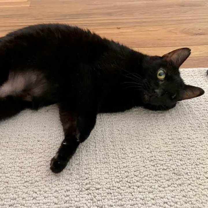 Halloween 👻 lovers, meet Pepper! She’s got the black fur. The cyclops vibe. The notched ear. The nubby paw. 

And underneath her fearsome 🧛‍♀️ exterior, she has the sweetest 💞cuddliest personality. She just wants all the loves all the time. She wants to be next to you, on your chest or lap, purring and snuggling. Are you a Harry Potter fan or a horror film 📽 junkie? Pepper loves them all and will be your reliable companion couch potato for all the binges and marathons. 

Pepper has asthma and uses an inhaler twice a day, and a steroid shot once a month. All her affection and sweet 🧡 personality make these easy tasks worth it. Best Friends Salt Lake City will provide the asthma inhaler, one canister of the treatment, and will teach you how to use the inhaler on Pepper. 

Three-year-old Pepper is looking for a foster and a forever home! Email utahfoster@bestfriends.org to reach our foster team, and utahadoptions@bestfriends.org to connect to our adoption team. 

The Best Friends Lifesaving Center in Salt Lake City does adoptions by appointment and at our center between 12-4pm Sunday and Monday and 12-6pm Tuesday through Saturday. If you are interested in adopting a specific pet, please complete our dog adoption survey or cat adoption survey to provide us information about your lifestyle and what you are looking for in a dog or cat. An adoption specialist will be in touch with you within 48 hours via phone or email to advise next steps. Thank you for your continued support of the animals in Utah. 

<a target='_blank' href='https://www.instagram.com/explore/tags/SaveThemAll/'>#SaveThemAll</a> <a target='_blank' href='https://www.instagram.com/explore/tags/BestFriendsAnimalSociety/'>#BestFriendsAnimalSociety</a> <a target='_blank' href='https://www.instagram.com/explore/tags/adoptdontshop/'>#adoptdontshop</a> <a target='_blank' href='https://www.instagram.com/explore/tags/Utah/'>#Utah</a> <a target='_blank' href='https://www.instagram.com/explore/tags/rescued/'>#rescued</a> <a target='_blank' href='https://www.instagram.com/explore/tags/SLC/'>#SLC</a> <a target='_blank' href='https://www.instagram.com/explore/tags/SaltLakeCity/'>#SaltLakeCity</a> <a target='_blank' href='https://www.instagram.com/explore/tags/BestFriendsUtah/'>#BestFriendsUtah</a> <a target='_blank' href='https://www.instagram.com/explore/tags/NKUT/'>#NKUT</a> <a target='_blank' href='https://www.instagram.com/explore/tags/BestFriendsSLC/'>#BestFriendsSLC</a> <a target='_blank' href='https://www.instagram.com/explore/tags/catadoption/'>#catadoption</a> <a target='_blank' href='https://www.instagram.com/explore/tags/fosteringsaveslives/'>#fosteringsaveslives</a> <a target='_blank' href='https://www.instagram.com/explore/tags/catfoster/'>#catfoster</a>