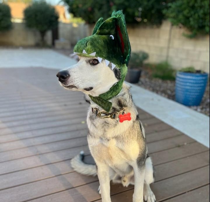 🕸🖤🎃👻 SPOOKY PUP OF THE DAY 👻🎃🖤🕸

Time for a medical pupdate! Remember Shiloh? This guy had what we believe to be a bullet hole right through the skin on his muzzle! We were thankfully able to fill a run of amazing volunteers to emergency transport him to us in Phoenix for facial reconstruction surgery - and we can't believe how good he looks now!!!

Shiloh has been adopted and is loving life in his new forever home - he is a dragon for Halloween this year and he is so happy to show you his new and improved smile :)

Congrats to Shiloh and family!! 🖤