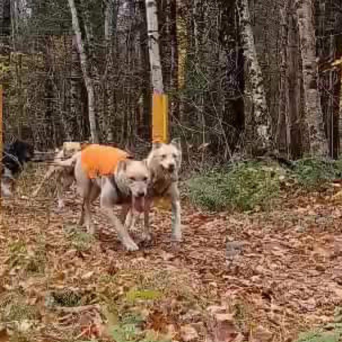 🧡🐶 Orange isn’t just for Halloween! Today marks the start of hunting season, wearing blaze orange is a great safety precaution to take when enjoying the great outdoors this time of year. 🐶🧡