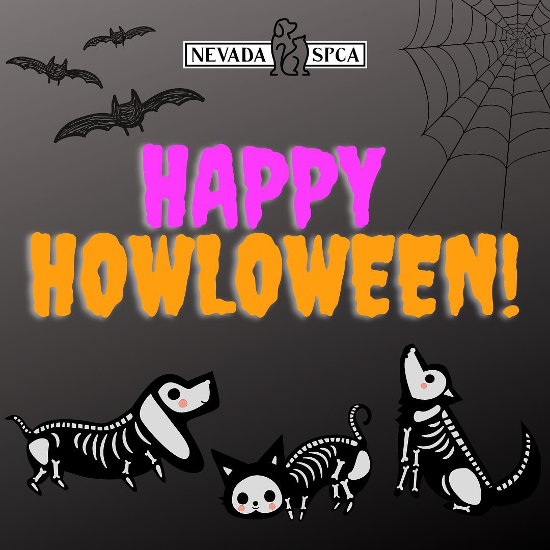 BOO! 👻⁣
⁣
From all of us at Nevada SPCA, enjoy a safe and spooky Halloween! 🎃🕸 ⁣⁣
⁣⁣
We’ll see you at @subaru_lv today from 2pm til 5pm for their 2nd Annual Halloween Hounds trunk-or-treat and adoption event…so, bring your little ghosts and goblins! 🧛🏻‍♂️🐾💀🧟‍♂️ ⁣🦴⁣
•⁣⁣
•⁣⁣
•⁣⁣
<a target='_blank' href='https://www.instagram.com/explore/tags/findhappiness/'>#findhappiness</a> <a target='_blank' href='https://www.instagram.com/explore/tags/opttoadopt/'>#opttoadopt</a> <a target='_blank' href='https://www.instagram.com/explore/tags/trunkortreat/'>#trunkortreat</a> <a target='_blank' href='https://www.instagram.com/explore/tags/happyhalloween/'>#happyhalloween</a> <a target='_blank' href='https://www.instagram.com/explore/tags/adoptdontshop/'>#adoptdontshop</a> <a target='_blank' href='https://www.instagram.com/explore/tags/halloween/'>#halloween</a> <a target='_blank' href='https://www.instagram.com/explore/tags/trickortreat/'>#trickortreat</a> <a target='_blank' href='https://www.instagram.com/explore/tags/subarulovespets/'>#subarulovespets</a> <a target='_blank' href='https://www.instagram.com/explore/tags/animalshelter/'>#animalshelter</a> <a target='_blank' href='https://www.instagram.com/explore/tags/shelterpet/'>#shelterpet</a> <a target='_blank' href='https://www.instagram.com/explore/tags/shelterpetsofinstagram/'>#shelterpetsofinstagram</a> <a target='_blank' href='https://www.instagram.com/explore/tags/spookyseason/'>#spookyseason</a> <a target='_blank' href='https://www.instagram.com/explore/tags/adoptashelterpet/'>#adoptashelterpet</a> <a target='_blank' href='https://www.instagram.com/explore/tags/rescuedismyfavoritebreed/'>#rescuedismyfavoritebreed</a> <a target='_blank' href='https://www.instagram.com/explore/tags/lasvegas/'>#lasvegas</a> <a target='_blank' href='https://www.instagram.com/explore/tags/vegas/'>#vegas</a> <a target='_blank' href='https://www.instagram.com/explore/tags/spca/'>#spca</a> <a target='_blank' href='https://www.instagram.com/explore/tags/nevadaspca/'>#nevadaspca</a> ⁣⁣