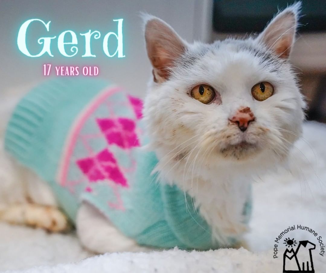 Meet sweet older gal Gerd. At 17 years old, this sprightly gal is looking for a new home. Yes, she is wearing a sweater. It's getting chilly, and she needs to stay warm! When Gerd arrived at Pope Memorial Humane Society, her owner had recently passed away, and the vet had already shaved her due to her fur being so matted. Gerd would love a cozy new home. Do you have room in your heart and home for a gentle, loving, senior gal? Pope Memorial Humane Society is open Monday through Saturday from 11 am to 5 pm. Stop by and meet Gerd!

<a target='_blank' href='https://www.instagram.com/explore/tags/cats/'>#cats</a> <a target='_blank' href='https://www.instagram.com/explore/tags/catlovers/'>#catlovers</a> <a target='_blank' href='https://www.instagram.com/explore/tags/PMHS/'>#PMHS</a> <a target='_blank' href='https://www.instagram.com/explore/tags/popememorialhumanesociety/'>#popememorialhumanesociety</a> <a target='_blank' href='https://www.instagram.com/explore/tags/picME/'>#picME</a> <a target='_blank' href='https://www.instagram.com/explore/tags/adoptME/'>#adoptME</a> <a target='_blank' href='https://www.instagram.com/explore/tags/catlife/'>#catlife</a> <a target='_blank' href='https://www.instagram.com/explore/tags/seniorcat/'>#seniorcat</a>