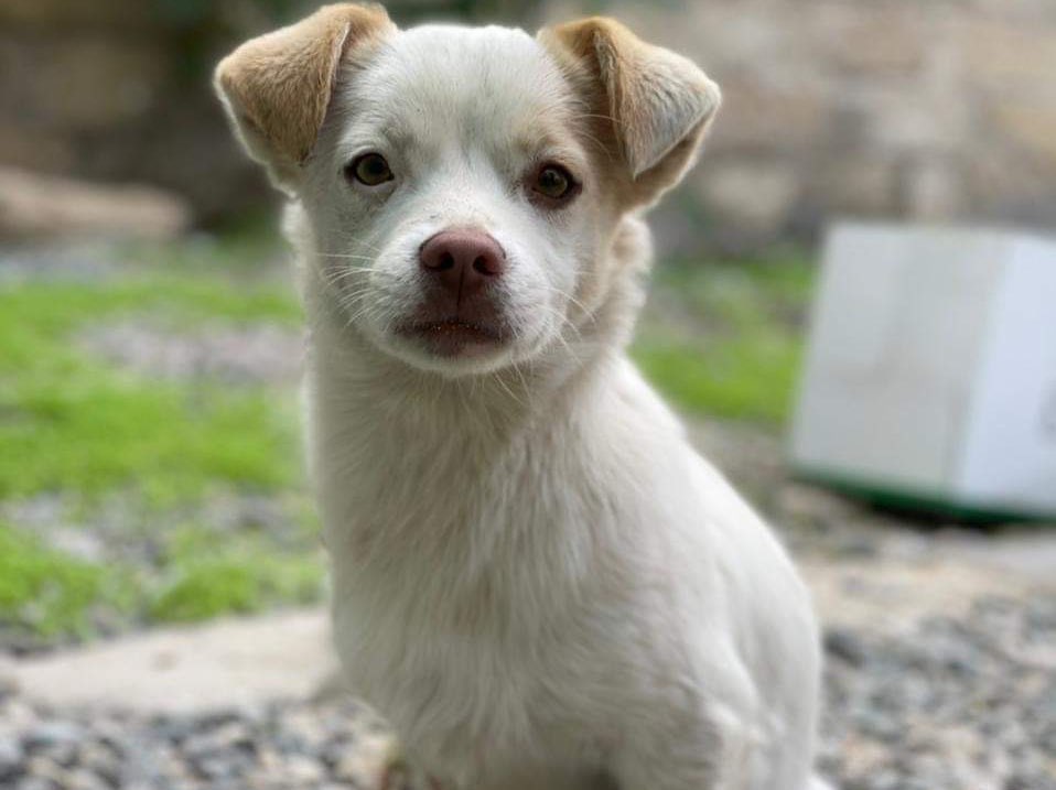 When the owners got tired of caring for Remy, they threw him out on a busy street. 
Newly homeless, not knowing what to do and how to get around, Remy stayed close to his former home. Some neighbors fed him, yet no one bothered to provide him with a safe haven.  And so, the inevitable happened. With the nights turning very cold in Azerbaijan, Remy was trying to keep warm by sleeping under a car. The owner of the car not knowing that there was a dog was under the car or not caring, drove off and ran over Remy’s back legs and tail. 
Someone bandaged his back legs but with all the dragging on dirt and no change of the dressing, things only took a turn for the worst. Remy is wildly in pain. His tail is severely damaged and infected. He can’t sit on it, and he can barely walk on his back legs. His toes are split apart. 
The built-up infection has now entered his bloodstream and it's causing his eyes to close and giving him a fever.  All injuries are now rotting away and causing an unbelievable smell due to infection. 
Remy is safe in rescue now but in bad condition. He needs surgery on his tail and toes- there is no way around it. Any amount donated towards his care today will change his life forever. 
This is the tragic reality of many animals in Azerbaijan and he did not deserve this abuse. Thank you to all who donate today. <a target='_blank' href='https://www.instagram.com/explore/tags/Remy_goodworld/'>#Remy_goodworld</a> 

🧡PayPal: contact@gwarp.org
🧡Venmo: @gwarp
🧡Cuddly: Remy
🧡Patreon: in bio @goodworld.shelter 

🧡Bank Respublika
Номер счёта: 380194400257664801
Номер серии паспорта:05022601

🧡Card2Card: 5335 9935 0295 8870 .
Срок действия карты 03/24
Имя: Zemfira Aghayeva 

🧡Сбербанк
Номер карты:
5469 3800 7354 2051 
Номер телефона:
+7926-563-62-63 
Карта на имя: Гамет Шакир Г.