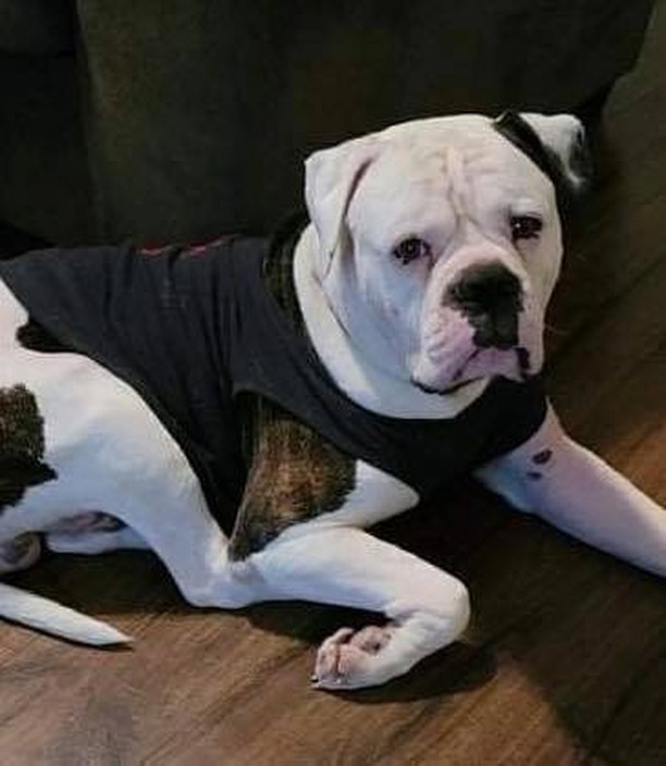 🚨URGENT FOSTER NEEED🚨3 yr old American Bulldog-will be 4 in Jan. Good with other dogs, loves kids, a little shy with new people, but warms up-just didn’t get tons of socializing when he was younger.  Up to date on shots and will need to be neutered.  Loves ice cream, walks and car rides!! 🚘 🍦 

🌟Who can step up and save this guy so he does not end up at AC or worse in wrong hands!🌈

Foster or Foster to adopt application here:
👉￼ https://www.shelterluv.com/matchme/adopt/LKR/Dog