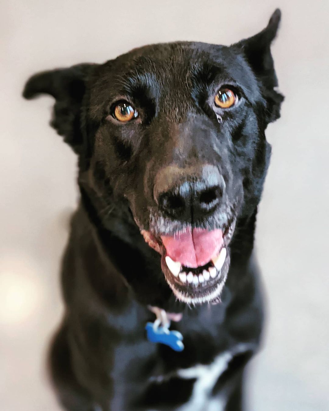 If a young pup is what you are looking for, we have some amazing options! Miles, Marley, Hanna, and Loki are all under 2 years old and each have unique puppy personalities that you will quickly fall in love with!

Email adoptions@hstt.org for information on these sweet pups!