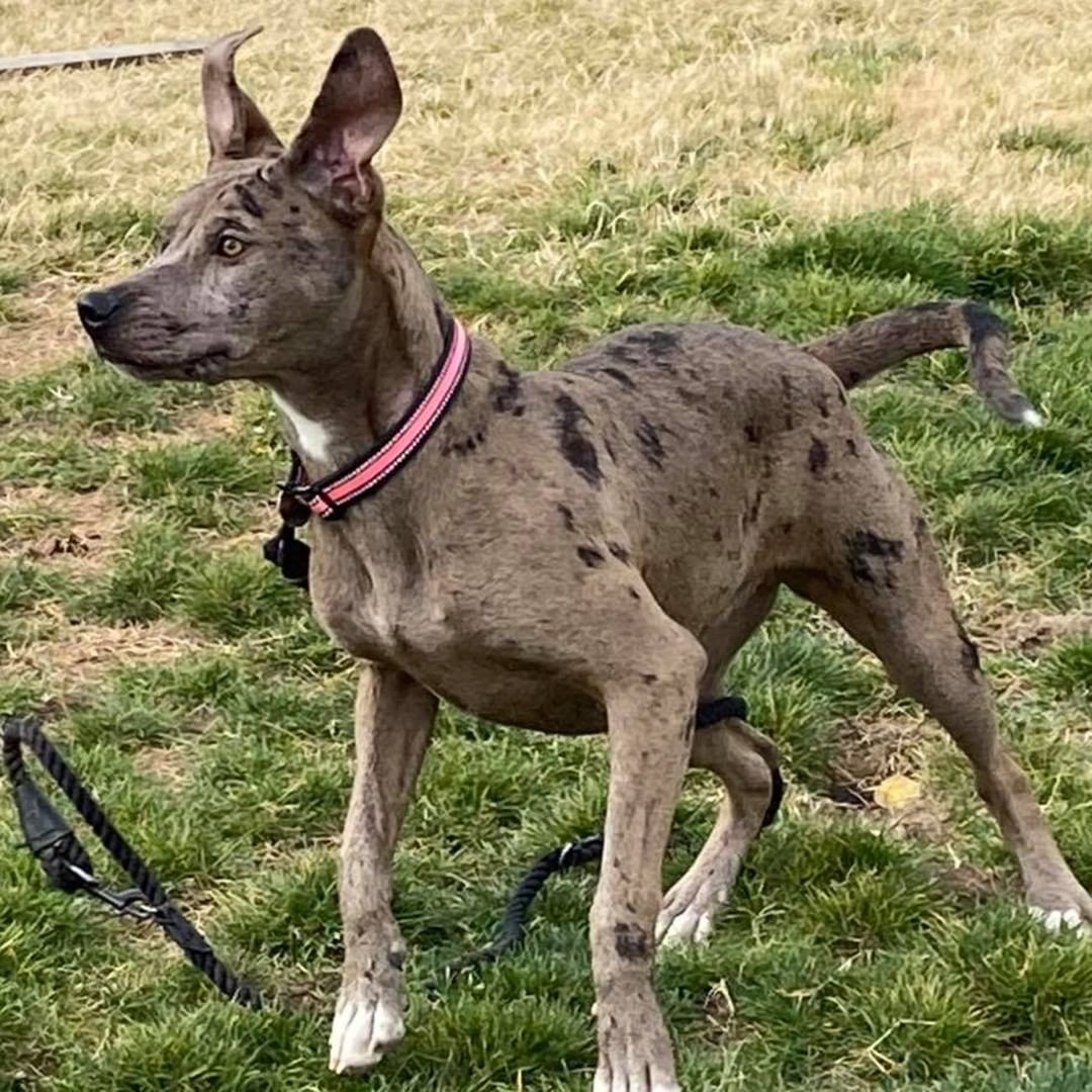 Nala is a 6 month old Merle pittie looking for a soft couch to crash on for a few weeks, or better yet an adoptive home! 

She is about 45 pounds, energetic and loves to play with other dogs. She is crate trained and potty trained on the appropriate schedule for her age. She lives with a cat that dislikes her and tries to engage the kitty in play. She respects being swatted. She is amazing with children, but She doesn’t realize her size, so keep size in mind if you have kiddos. 🥰 

She will be fixed, brought up to date on vaccinations, microchipped & dewormed! 
Located in Tri-Cities, WA | Apply at: https://www.shelterluv.com/embed/animal/TPBP-A-640

*Nala is being surrendered due to no fault of her own. Life is changing for her humans and it’s causing her mom to work a lot longer hours. This isn’t fair for Nala, please keep negative comments to yourself.