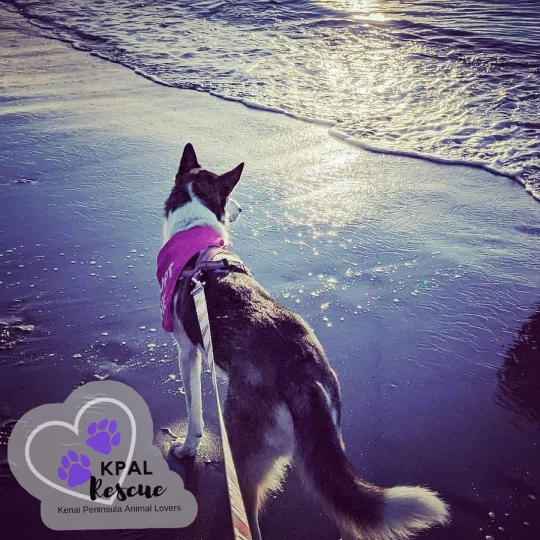 “Sure, we huskies are known for being snow dogs, but that doesn't mean I don't enjoy showing off my inner ‘beach babe’!” ~Nova 🐾

Nova is STILL available for adoption! 💜 Learn more about her here: https://www.facebook.com/616781932088073/posts/1267839270315666/

Adoption Application: https://petstablished.com/adoption_form/24218/generic

<a target='_blank' href='https://www.instagram.com/explore/tags/kpalrescue/'>#kpalrescue</a>