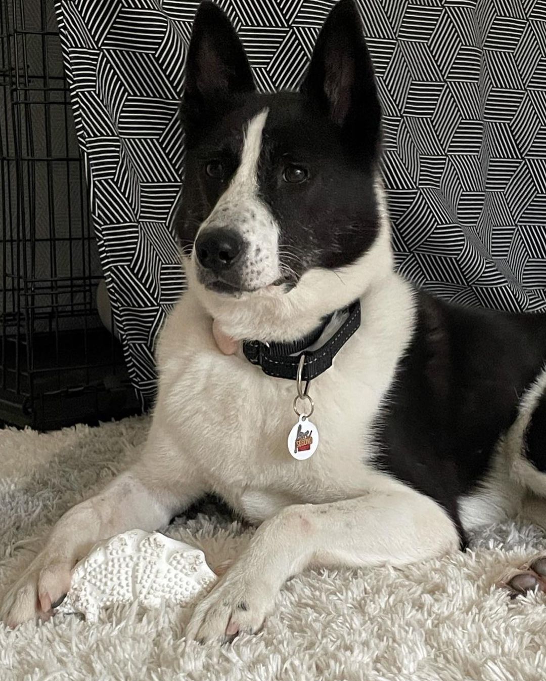 𝐋𝐀𝐈𝐊𝐀 🐾 
Age: 3 year old
Gender: F
Weight: 40-45lbs
Breed: Laika/Jindo mix
Dog: ✔️
Kids: ✔️
Cats: N/A
House-trained: ✔️
Crate trained: ✔️
Leash: In Training
Fostered In: Richmond (El Sobrante), CA
____

Meet Laika! 🐶 Laika is an adorable 3 year old Jindo/Collie mix! Laika is a wonderful dog with tons of personality. She is sweet, friendly, playful, and smart. Despite her harsh past she still loves human affection and interaction. She will sit there forever while you hold her face in your hands and give her kisses! She has spent time with kids (4-12 years old) and has never shown anything but her sweet temperament. She is not shy or skittish. She has a naughty side and is into *everything* she can reach, including your shoes, socks, stuffed animals, slippers, Halloween decorations(!)... so she will need to be watched until she learns the ropes and rules of the house. She is eager to please and learns quickly. Super smart.

Laika is highly toy motivated, especially balls, and learning to play a proper game of fetch (rather than keep away!), which is probably her favorite activity in life right now! She is very playful with her foster home's 2-year old female husky mix so having another playful dog would be a good match. She is a high energy dog and loves long walks, hikes, and runs. This girl can GO so an active, involved owner that can devote regular exercise and focused playtime would be ideal. She is very calm and relaxed at home after she has been exercised.

She has started some basic obedience and responds well to leadership. She is comfortable in her kennel. She eats meals in her crate, and sleeps through the night in it. She is housetrained, but is given regular potty breaks (every 2 hours) throughout the day. She is still learning leash manners but is improving every day.

We know you will fall in love with Laika when you meet her. She is a special dog that is waiting for her special family. This is your chance to give this amazing dog her second chance! Laika ia patiently waiting! 💕

If you’re interested in adopting, please fill out an adoption application on our website (link in bio)! 😊