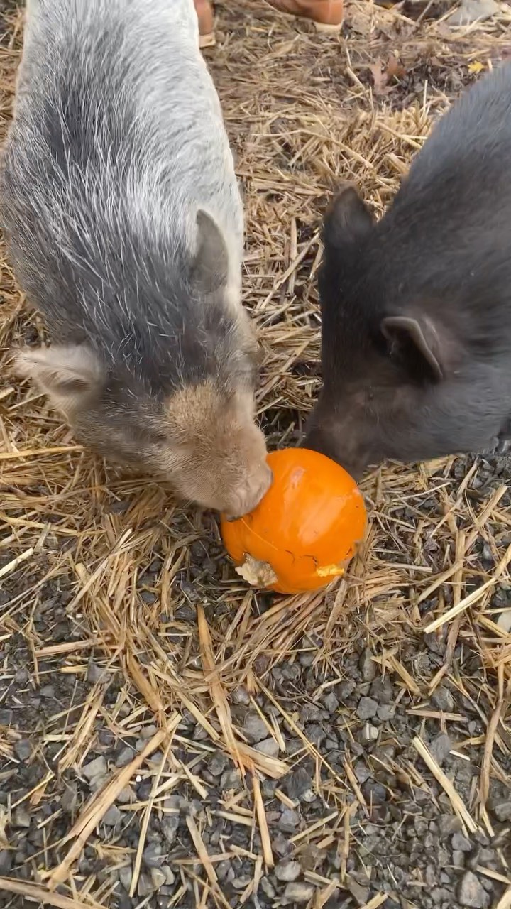 Happy Halloween from Melvin, Steven, Petunia, and little Daphne! 🎃🐷👻