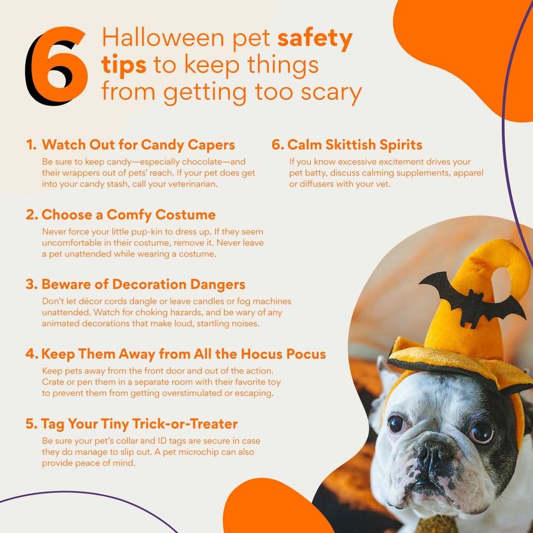 Just a reminder to celebrate responsibly and keep your pets safe this HOWLoween! 

Have a pup who loves to dress up? Post your pics in the comments or tag us so that we can see! 

Need someone to cuddle under the blankets and watch scary movies with this weekend? Check out our adoptable dogs! 

 <a target='_blank' href='https://www.instagram.com/explore/tags/trickortreat/'>#trickortreat</a> <a target='_blank' href='https://www.instagram.com/explore/tags/halloweenwithdogs/'>#halloweenwithdogs</a>  <a target='_blank' href='https://www.instagram.com/explore/tags/everybodyneedsadog/'>#everybodyneedsadog</a> <a target='_blank' href='https://www.instagram.com/explore/tags/nobonesday/'>#nobonesday</a> <a target='_blank' href='https://www.instagram.com/explore/tags/BonesDay/'>#BonesDay</a>