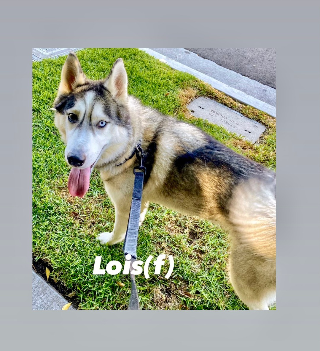 PET ADOPTION ALERT: Lois is a beautiful, petite 2 to 3 year old Siberian husky. She is approximately 40 pounds, spayed, vaccinated, healthy and microchipped. She walks well on a leash and seems friendly around other dogs with the proper introduction. She is very sweet and playful. She’s a gentle girl who enjoys head rubs & chewing on a bone. She will need to be brushed a lot. She is young so she’d be best in a active home. She seems to like water and be interested in swimming. Not cat tested. Apply online at http://ow.ly/RKoe50GjBwV <a target='_blank' href='https://www.instagram.com/explore/tags/adoptdontshop/'>#adoptdontshop</a> <a target='_blank' href='https://www.instagram.com/explore/tags/mustlovedogs/'>#mustlovedogs</a> <a target='_blank' href='https://www.instagram.com/explore/tags/foreverhomes/'>#foreverhomes</a> <a target='_blank' href='https://www.instagram.com/explore/tags/petrescue/'>#petrescue</a>