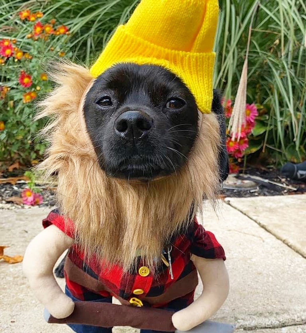 👻 HAPPY HOWL-O-WEEN! Check out our adorable OPH alums showing off their cute costumes. Tag us in your classic, spooky, or creative costume pics 🎃

<a target='_blank' href='https://www.instagram.com/explore/tags/opttoadopt/'>#opttoadopt</a> <a target='_blank' href='https://www.instagram.com/explore/tags/ophrescue/'>#ophrescue</a> <a target='_blank' href='https://www.instagram.com/explore/tags/savedogs/'>#savedogs</a> <a target='_blank' href='https://www.instagram.com/explore/tags/dogrescue/'>#dogrescue</a> <a target='_blank' href='https://www.instagram.com/explore/tags/rescuedogs/'>#rescuedogs</a> <a target='_blank' href='https://www.instagram.com/explore/tags/mustlovedogs/'>#mustlovedogs</a> <a target='_blank' href='https://www.instagram.com/explore/tags/rescuedismyfavoritebreed/'>#rescuedismyfavoritebreed</a> <a target='_blank' href='https://www.instagram.com/explore/tags/rescuedogsofinstagram/'>#rescuedogsofinstagram</a> <a target='_blank' href='https://www.instagram.com/explore/tags/howloween/'>#howloween</a> <a target='_blank' href='https://www.instagram.com/explore/tags/halloween/'>#halloween</a> <a target='_blank' href='https://www.instagram.com/explore/tags/happyhalloween/'>#happyhalloween</a>