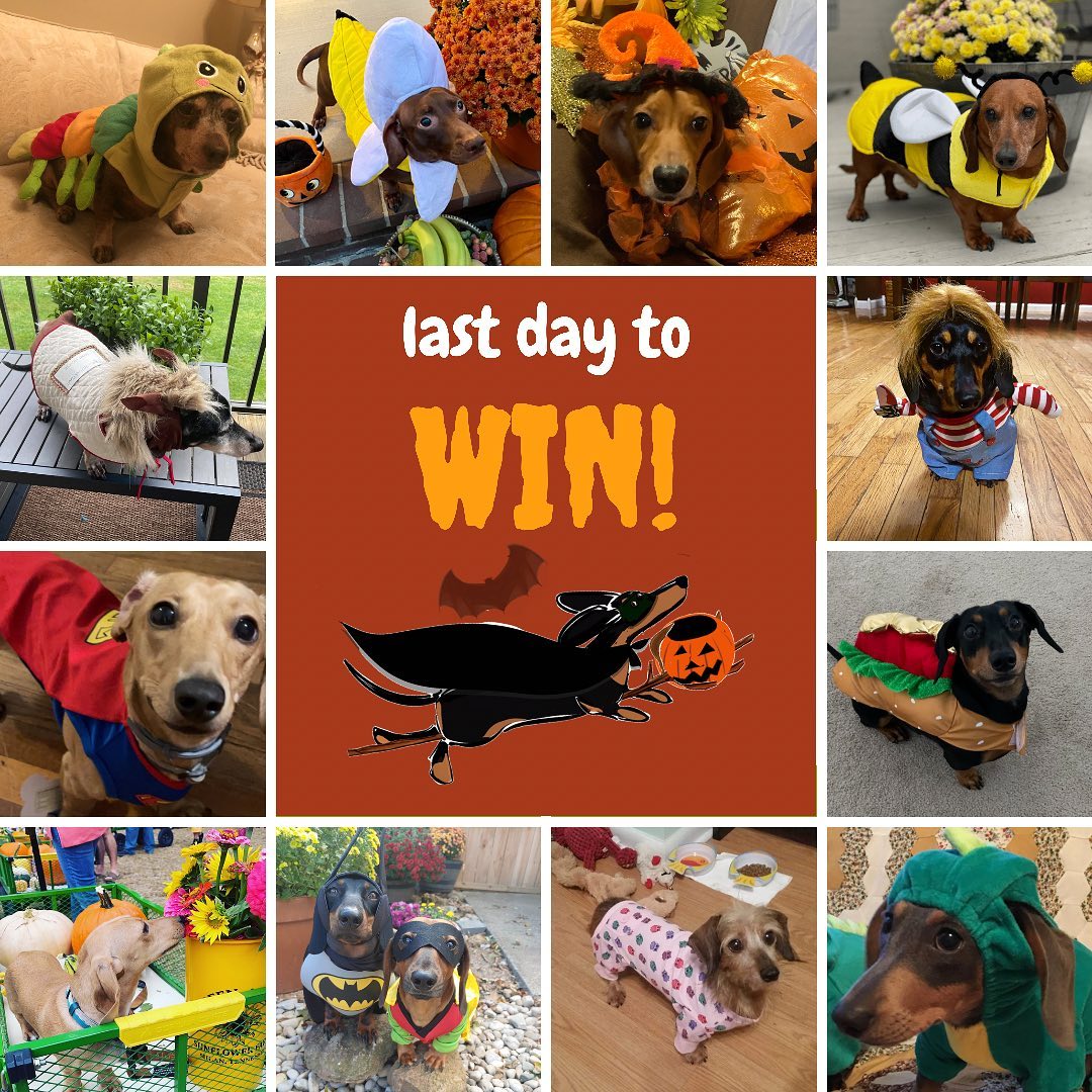 It’s here! The final day of our Happy Halloweenie Costume Contest! And who’s gonna be our top three?? 

Go to our <a target='_blank' href='https://www.instagram.com/explore/tags/linkinbio/'>#linkinbio</a> to see what weens are in the lead - and if yours is trailing behind now is the time to give them some encouragement! 🥳🥳🥳

And today - we are announcing our FINAL Wildcard challenge which will take place between 12pm and 5pm EST, wrapping up when we conclude the costume contest, too!

<a target='_blank' href='https://www.instagram.com/explore/tags/1stplace/'>#1stplace</a>🥇 goes to the Halloweenie that raises the most 💰💰💰 for KDR - and they will get: 

A 1st place gold medal 🥇 
A @barkbox gift box
A @gilmorethedachshund prize <a target='_blank' href='https://www.instagram.com/explore/tags/pac/'>#pac</a> (check our previous posts to see all the amazing loot in there! Wowza!) 
A $50 Amazon gift card 😍😍
A featured spot in the next KDR Calendar! 🗓❤️🥰

<a target='_blank' href='https://www.instagram.com/explore/tags/2ndplace/'>#2ndplace</a>🥈 will score some amazing prizes too! 

A 2nd place silver medal🥈 
@gilmorethedachshund doxie mug and stickers 🥰😍
A t-shirt from @americandoxie 😍😍😍
A $25 Amazon gift card
A spot in the next KDR Calendar! 🗓🥳

<a target='_blank' href='https://www.instagram.com/explore/tags/3rdplace/'>#3rdplace</a>🥉 Ween wins:

A bronze medal 🥉 
@gilmorethedachshund sticker pack
$10 Amazon gift card
A spot in the next KDR calendar, too!

And let’s not forget our honorable mention categories! 🥁🥁🥁🥁

<a target='_blank' href='https://www.instagram.com/explore/tags/mostsocial/'>#mostsocial</a> 
<a target='_blank' href='https://www.instagram.com/explore/tags/mostcreative/'>#mostcreative</a> 
@gilmorethedachshund favorite! 
All honorable mentions will also receive a medal, and a special prize! 

We all have an idea of what most creative means, but in case you’re wondering what <a target='_blank' href='https://www.instagram.com/explore/tags/mostsocial/'>#mostsocial</a> means - it’s the ween that gathers the most unique donors to raise money for our cause and spread the word! The amount of 💰 won’t matter here, it’s the amount of people! 

KDRs mission only works if people know about us. And the more that know, the more potential dachshunds we can help when they need us most. ❤️❤️❤️ 

Stay tuned for our final Wildcard Challenge coming (and starting) at noon, EST today! Both contestants and donors will be eligible for this prize! 😍😍😍

Head over to our linkinbio and get those wallets out to help your ween WIN! And help save some other weens in need of vetting 🩺💉❤️🏥🐶🐾