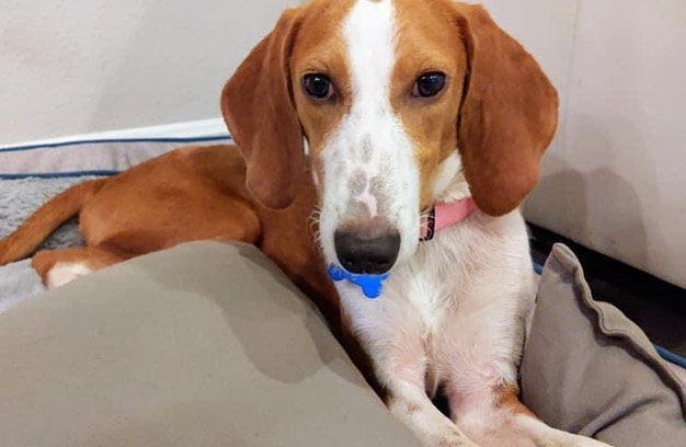 2 year-old Samie is still looking for her forever home! She is petite, playful and friendly. Good with kids and other dogs. If you are interested,  click the link below and fill out an application for Samie. ♥️

https://adoptapet.com/pet/32892612-seminole-florida-hound-unknown-type

<a target='_blank' href='https://www.instagram.com/explore/tags/adoptme/'>#adoptme</a> <a target='_blank' href='https://www.instagram.com/explore/tags/hounddogsofinstagram/'>#hounddogsofinstagram</a> <a target='_blank' href='https://www.instagram.com/explore/tags/snugglebuddy/'>#snugglebuddy</a> <a target='_blank' href='https://www.instagram.com/explore/tags/sweet/'>#sweet</a> <a target='_blank' href='https://www.instagram.com/explore/tags/rescuedogsofinstagram/'>#rescuedogsofinstagram</a>