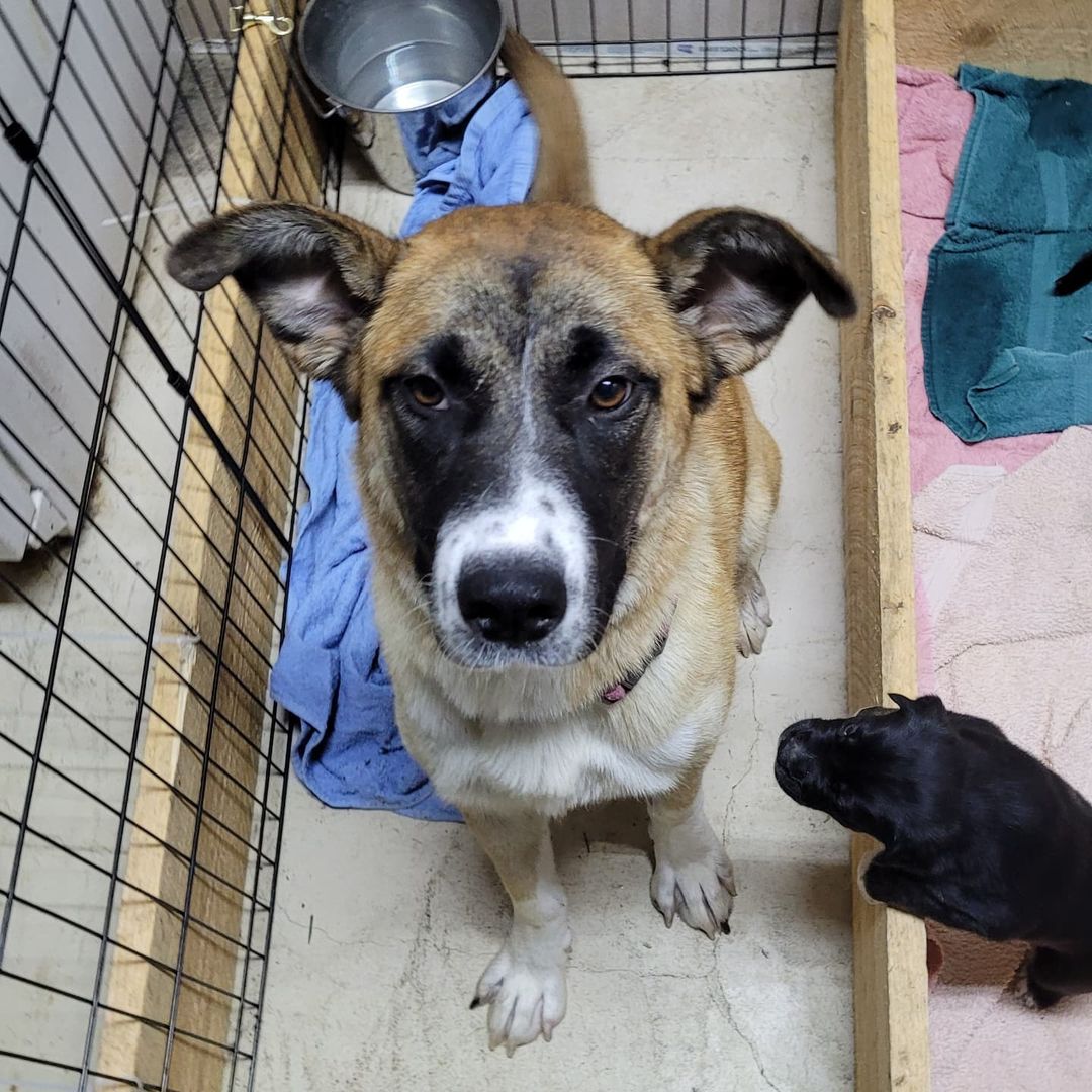 Kayla and her puppies!! 🥰

Pups are a couple weeks old and will all be available for adoption once ready 😊

<a target='_blank' href='https://www.instagram.com/explore/tags/outrunaninalrehabilitationcenter/'>#outrunaninalrehabilitationcenter</a> <a target='_blank' href='https://www.instagram.com/explore/tags/outrunrescue/'>#outrunrescue</a> <a target='_blank' href='https://www.instagram.com/explore/tags/rescuedismtfavouritebreed/'>#rescuedismtfavouritebreed</a> <a target='_blank' href='https://www.instagram.com/explore/tags/adoptdontshop/'>#adoptdontshop</a>