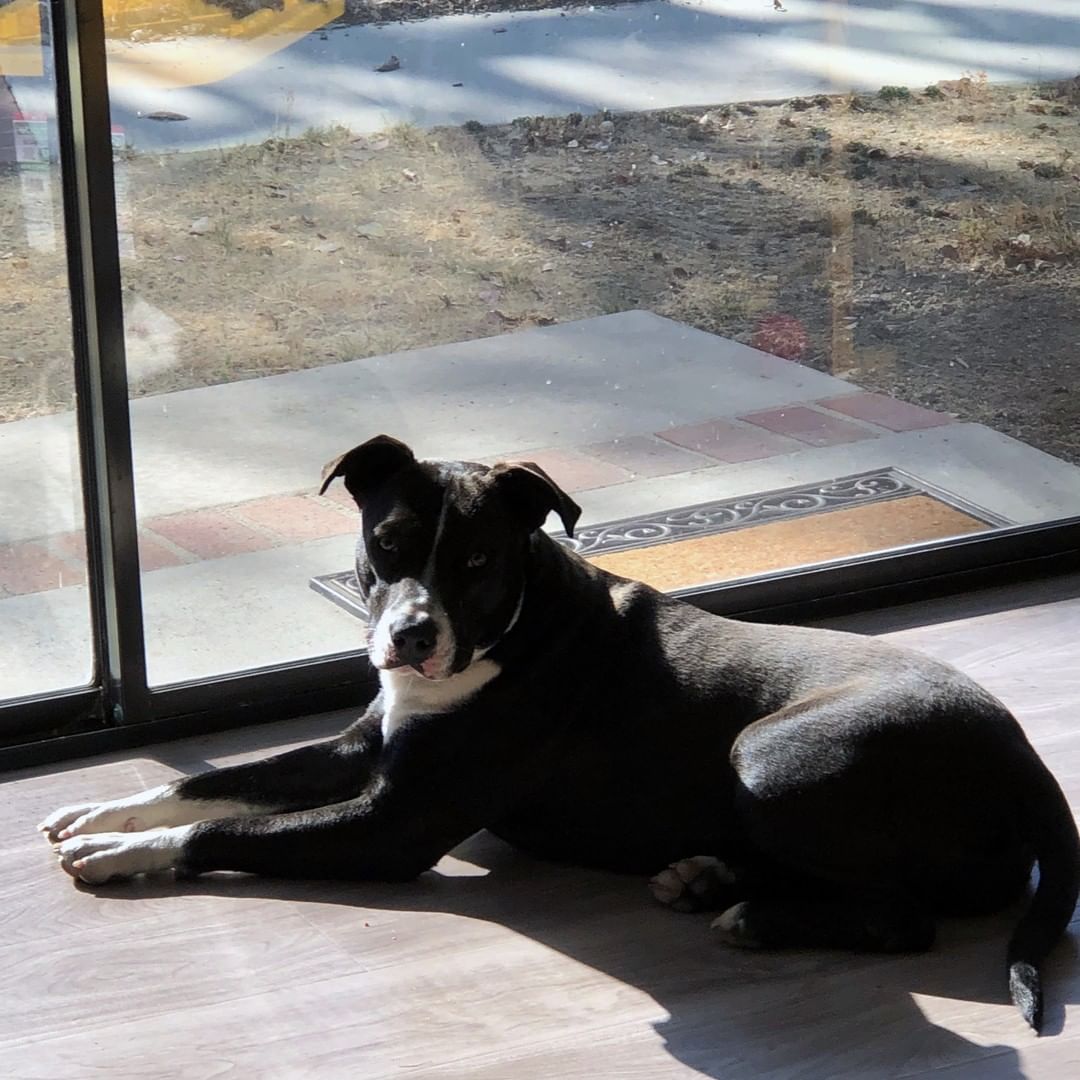 Our kennel received an early update on recently adopted Julia - and it seems she has joined a really wonderful family. She has already settled in and made herself part of the Keller household. Her adopter, Tracy shared: 

