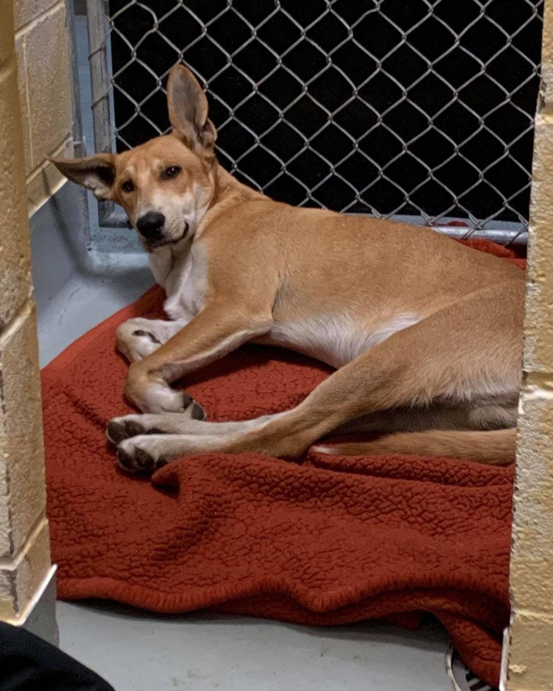 This handsome, but broken pup with the phenomenal ears is Riker. And he needs our help! 

Earlier this week, we were contacted by Tulsa Animal Welfare to see if we would consider helping Riker and another very injured pup that we will tell you about a little later this week. 

Riker came into the shelter as an injured stray, unable to walk. He could stand, but not for very long. They suspected he had been hit by a car. 

Even though he was in pain, he was still so sweet with such a wonderful personality. We wanted to give him a second chance. 

We got Riker to our vet where they determined Riker had a cracked femoral head, which requires an expensive FHO surgery. An FHO, or femoral head ostectomy, is a surgical procedure to ensure pain-free mobility to a damaged hip by removing the head and neck of the femur. 

The surgery cost is $1,200. 

We want to continue helping injured and broken animals, but the costs add up so quickly. Please consider making a tax-deductible donation to help with Riker’s medical bills. 

Riker also needs a foster home where he can rest and recuperate. If you’re interested in giving Riker a safe space to heal, please send us a private message or email info@animalallianceok.org. <a target='_blank' href='https://www.instagram.com/explore/tags/tulsa/'>#tulsa</a> <a target='_blank' href='https://www.instagram.com/explore/tags/tulsaoklahoma/'>#tulsaoklahoma</a> <a target='_blank' href='https://www.instagram.com/explore/tags/tulsaok/'>#tulsaok</a> <a target='_blank' href='https://www.instagram.com/explore/tags/tulsapets/'>#tulsapets</a> <a target='_blank' href='https://www.instagram.com/explore/tags/rescuedog/'>#rescuedog</a> <a target='_blank' href='https://www.instagram.com/explore/tags/rescuedogsofinstagram/'>#rescuedogsofinstagram</a> <a target='_blank' href='https://www.instagram.com/explore/tags/adoptdontshop/'>#adoptdontshop</a> <a target='_blank' href='https://www.instagram.com/explore/tags/fosteringsaveslives/'>#fosteringsaveslives</a>