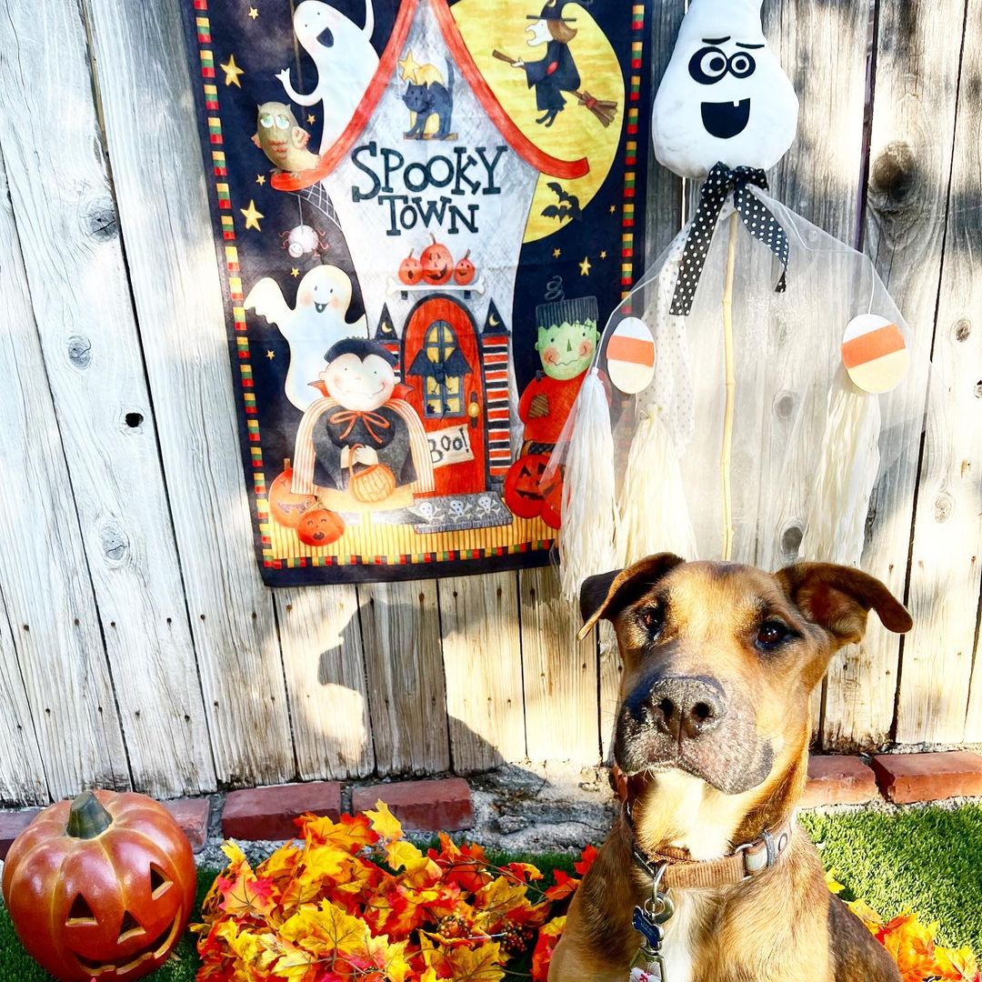 Halloween Vibes brought to y’all by sweet angel boy, Rocky.

We literally cannot believe this love bug is still looking for his forever human/s.

For any of our new followers, Rocky was saved from the streets of Mexico and is approximately 5 years old.

He is an Ehrlichiosis survivor which is a bacterial disease caused by ticks. 

He has chronic distemper myoclonus, causing constant contractions of the jaw leading to gum recession and bone loss. 

@realgoodrescue has exhausted all medical options with multiple vets and specialists. Unfortunately, Rocky is medically not able to undergo anesthesia for oral surgery.

Despite all of this, Rocky is an incredibly happy boy. 

Looking for a long term foster (@realgoodrescue covers all costs) or a forever home for this boy to let him sunbathe and receive all the love that he deserves.

Please share to help Rocky find his human/s.

If you/ someone you know would like to open your home to this sweet boy, please DM @terahgisolo or @realgoodrescue or email terah@realgood.dog 

Thank you in advance for spreading the good word to help this sweet boy in need.

Thank you to @breeking29 and @thecrateescape_ca for providing a temporary foster home for Rocky.

<a target='_blank' href='https://www.instagram.com/explore/tags/RealGoodRescue/'>#RealGoodRescue</a> <a target='_blank' href='https://www.instagram.com/explore/tags/RealGoodGang/'>#RealGoodGang</a> <a target='_blank' href='https://www.instagram.com/explore/tags/HappyHalloween/'>#HappyHalloween</a>