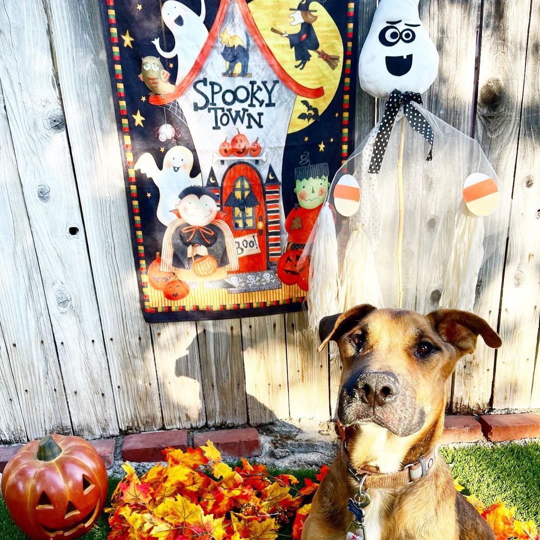 Halloween Vibes brought to y’all by sweet angel boy, Rocky.

We literally cannot believe this love bug is still looking for his forever human/s.

For any of our new followers, Rocky was saved from the streets of Mexico and is approximately 5 years old.

He is an Ehrlichiosis survivor which is a bacterial disease caused by ticks. 

He has chronic distemper myoclonus, causing constant contractions of the jaw leading to gum recession and bone loss. 

@realgoodrescue has exhausted all medical options with multiple vets and specialists. Unfortunately, Rocky is medically not able to undergo anesthesia for oral surgery.

Despite all of this, Rocky is an incredibly happy boy. 

Looking for a long term foster (@realgoodrescue covers all costs) or a forever home for this boy to let him sunbathe and receive all the love that he deserves.

Please share to help Rocky find his human/s.

If you/ someone you know would like to open your home to this sweet boy, please DM @terahgisolo or @realgoodrescue or email terah@realgood.dog 

Thank you in advance for spreading the good word to help this sweet boy in need.

Thank you to @breeking29 and @thecrateescape_ca for providing a temporary foster home for Rocky.

<a target='_blank' href='https://www.instagram.com/explore/tags/RealGoodRescue/'>#RealGoodRescue</a> <a target='_blank' href='https://www.instagram.com/explore/tags/RealGoodGang/'>#RealGoodGang</a> <a target='_blank' href='https://www.instagram.com/explore/tags/HappyHalloween/'>#HappyHalloween</a>