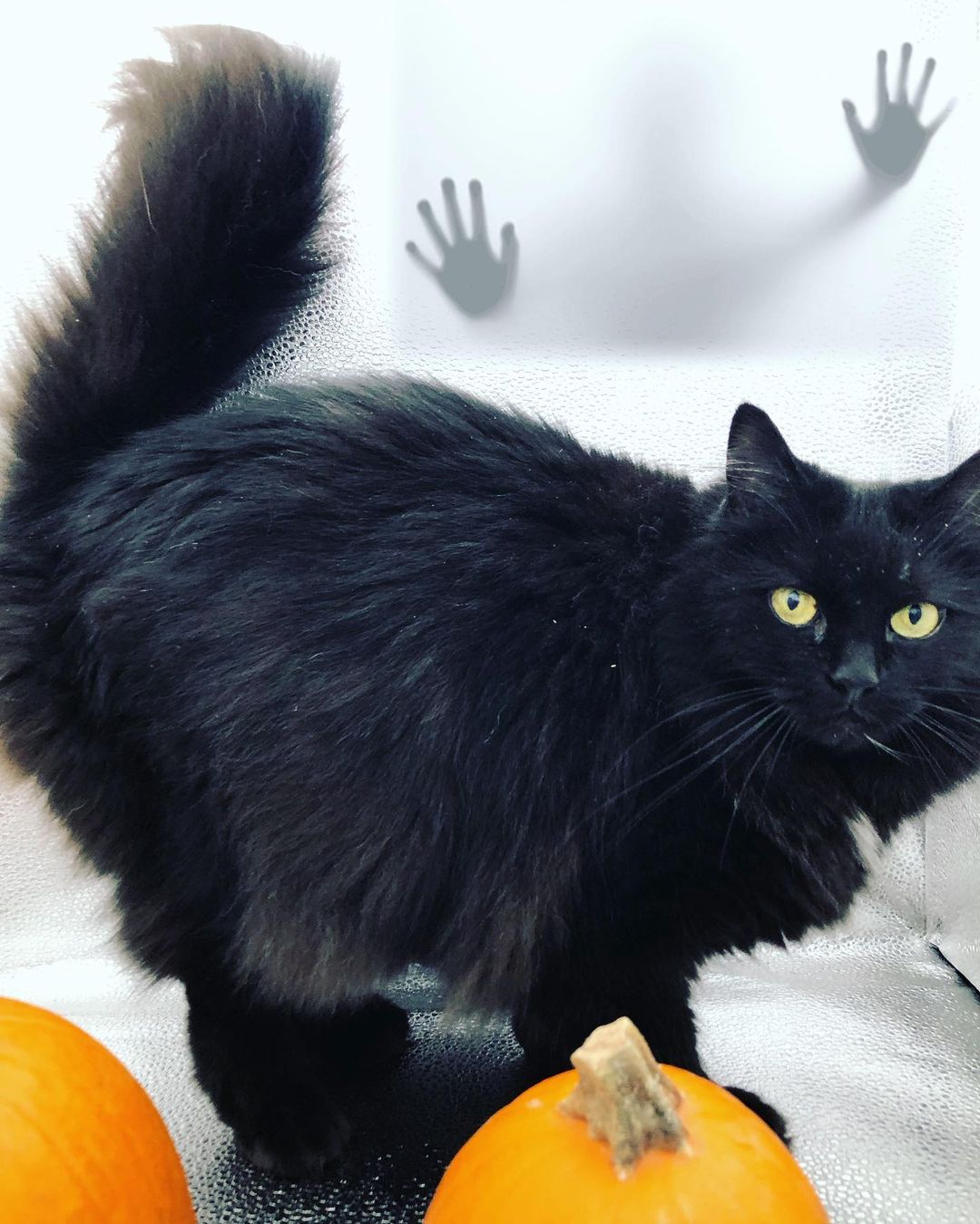 In honor of Halloween here is our Wayward adoptable goblin Echo !!
If you are looking for an independent lady cat as your sometimes companion sometimes goblin look no further thank Echo! 
She is a cat that knows her own mind. She enjoys cuddles and pets until she decides she's done- then she lets you know 
Happy Halloween from Echo and the WRAS team ! 👻