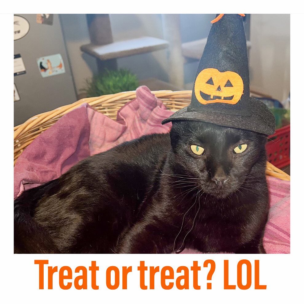 🎃🎃🎃🎃🎃🎃🎃🎃🎃
MEOWLLOWEEN 2021
“I’m having a hard time choosing my costume. Help me, please!
Gregory 
———————————————-
<a target='_blank' href='https://www.instagram.com/explore/tags/instacat/'>#instacat</a> <a target='_blank' href='https://www.instagram.com/explore/tags/instapet/'>#instapet</a> <a target='_blank' href='https://www.instagram.com/explore/tags/cat/'>#cat</a> <a target='_blank' href='https://www.instagram.com/explore/tags/lovecats/'>#lovecats</a> <a target='_blank' href='https://www.instagram.com/explore/tags/adoptdontshop/'>#adoptdontshop</a> <a target='_blank' href='https://www.instagram.com/explore/tags/kittens/'>#kittens</a> <a target='_blank' href='https://www.instagram.com/explore/tags/kitty/'>#kitty</a> <a target='_blank' href='https://www.instagram.com/explore/tags/rescuecats/'>#rescuecats</a> <a target='_blank' href='https://www.instagram.com/explore/tags/rescue/'>#rescue</a> <a target='_blank' href='https://www.instagram.com/explore/tags/13thstcatssanjose/'>#13thstcatssanjose</a> <a target='_blank' href='https://www.instagram.com/explore/tags/california/'>#california</a>  <a target='_blank' href='https://www.instagram.com/explore/tags/love/'>#love</a> <a target='_blank' href='https://www.instagram.com/explore/tags/catsofinstagram/'>#catsofinstagram</a> <a target='_blank' href='https://www.instagram.com/explore/tags/catcostume/'>#catcostume</a> <a target='_blank' href='https://www.instagram.com/explore/tags/catcostumes/'>#catcostumes</a> <a target='_blank' href='https://www.instagram.com/explore/tags/meow/'>#meow</a> <a target='_blank' href='https://www.instagram.com/explore/tags/meowlloween/'>#meowlloween</a> <a target='_blank' href='https://www.instagram.com/explore/tags/halloweencostume/'>#halloweencostume</a> <a target='_blank' href='https://www.instagram.com/explore/tags/halloween/'>#halloween</a> <a target='_blank' href='https://www.instagram.com/explore/tags/halloween2021/'>#halloween2021</a> <a target='_blank' href='https://www.instagram.com/explore/tags/blackcat/'>#blackcat</a> <a target='_blank' href='https://www.instagram.com/explore/tags/blackcatsofinstagram/'>#blackcatsofinstagram</a> <a target='_blank' href='https://www.instagram.com/explore/tags/batcat/'>#batcat</a> <a target='_blank' href='https://www.instagram.com/explore/tags/blackangel/'>#blackangel</a>