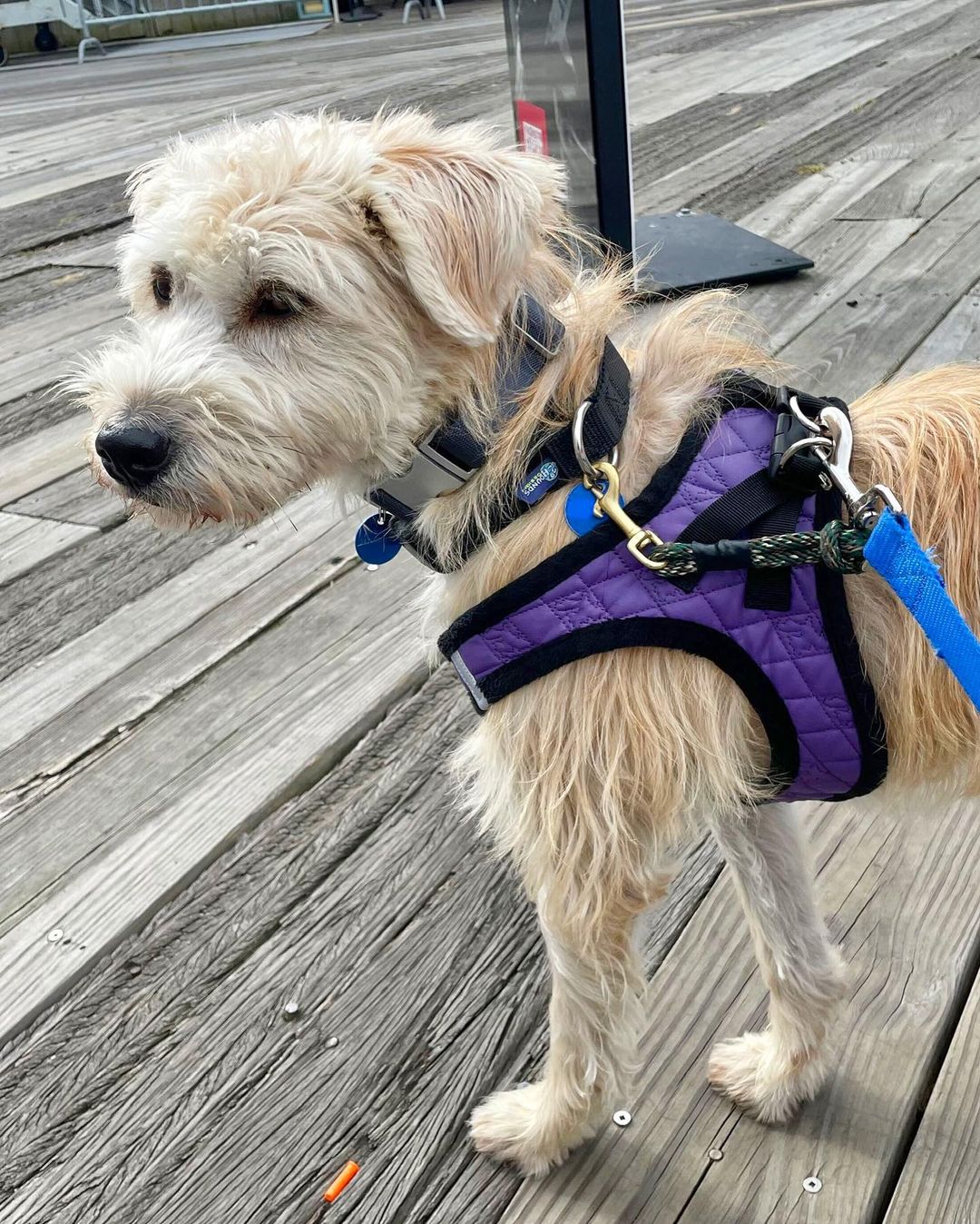 Here’s Nodam! 🤩 He’s a 2-year-old male Terrier mix and weighs about 35 pounds. We rescued him from the Aerinwon shelter in Korea and now he’s in NYC for adoption! Nodam’s best described as friendly, affectionate, sweet, and sensitive. He’s doing awesome with crate training and potty training so far. 🙌🏽 He’s also starting to play with toys, enjoys hanging out with his foster brother (dog), and likes being near his foster parents. He would do best with a patient adopter that can help him build more confidence with busy and loud areas outdoors. Nodam’s hoping he finds his forever home soon!

🐕 On a case-by-case basis, we accept applications from residents living within 30-miles of NYC and certain areas within CT, PA, D.C., MD, and MA. Check koreank9rescue.org/adopt for more details! 📝⁠⁠⁠⁠⁠⁠⁠⁠⁠⁠⁠⁠⁠

<a target='_blank' href='https://www.instagram.com/explore/tags/terrier/'>#terrier</a> <a target='_blank' href='https://www.instagram.com/explore/tags/adoptmenyc/'>#adoptmenyc</a> <a target='_blank' href='https://www.instagram.com/explore/tags/nyc/'>#nyc</a> <a target='_blank' href='https://www.instagram.com/explore/tags/korea/'>#korea</a> <a target='_blank' href='https://www.instagram.com/explore/tags/adoptme/'>#adoptme</a> <a target='_blank' href='https://www.instagram.com/explore/tags/adoptmeplease/'>#adoptmeplease</a> <a target='_blank' href='https://www.instagram.com/explore/tags/koreank9rescue/'>#koreank9rescue</a> <a target='_blank' href='https://www.instagram.com/explore/tags/kk9r/'>#kk9r</a> <a target='_blank' href='https://www.instagram.com/explore/tags/spay/'>#spay</a> <a target='_blank' href='https://www.instagram.com/explore/tags/neuter/'>#neuter</a> <a target='_blank' href='https://www.instagram.com/explore/tags/rescueismyfavoritebreed/'>#rescueismyfavoritebreed</a> <a target='_blank' href='https://www.instagram.com/explore/tags/rescuedog/'>#rescuedog</a> <a target='_blank' href='https://www.instagram.com/explore/tags/everydogdeserveslove/'>#everydogdeserveslove</a> <a target='_blank' href='https://www.instagram.com/explore/tags/showlovekorea/'>#showlovekorea</a>