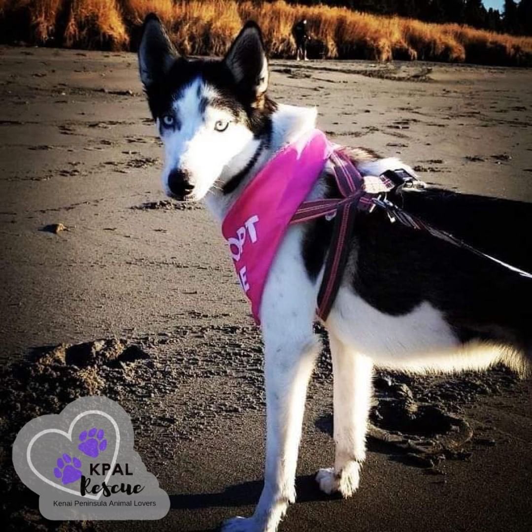 “Sure, we huskies are known for being snow dogs, but that doesn't mean I don't enjoy showing off my inner ‘beach babe’!” ~Nova 🐾

Nova is STILL available for adoption! 💜 Learn more about her here: https://www.facebook.com/616781932088073/posts/1267839270315666/

Adoption Application: https://petstablished.com/adoption_form/24218/generic

<a target='_blank' href='https://www.instagram.com/explore/tags/kpalrescue/'>#kpalrescue</a>