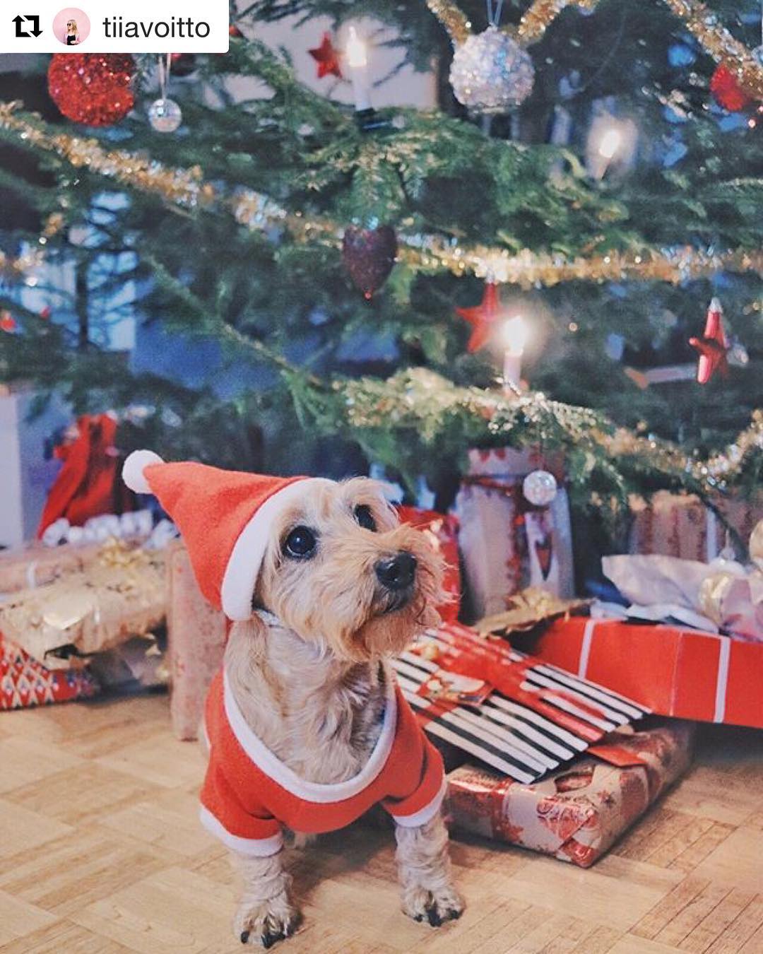 Wishing you all a very Merry Christmas! 🎄❤️
<a target='_blank' href='https://www.instagram.com/explore/tags/Repost/'>#Repost</a> @tiiavoitto (@get_repost)
・・・
🎅🏼❤️🐶 <a target='_blank' href='https://www.instagram.com/explore/tags/christmas/'>#christmas</a> <a target='_blank' href='https://www.instagram.com/explore/tags/christmasanimals/'>#christmasanimals</a> <a target='_blank' href='https://www.instagram.com/explore/tags/christmasdog/'>#christmasdog</a>