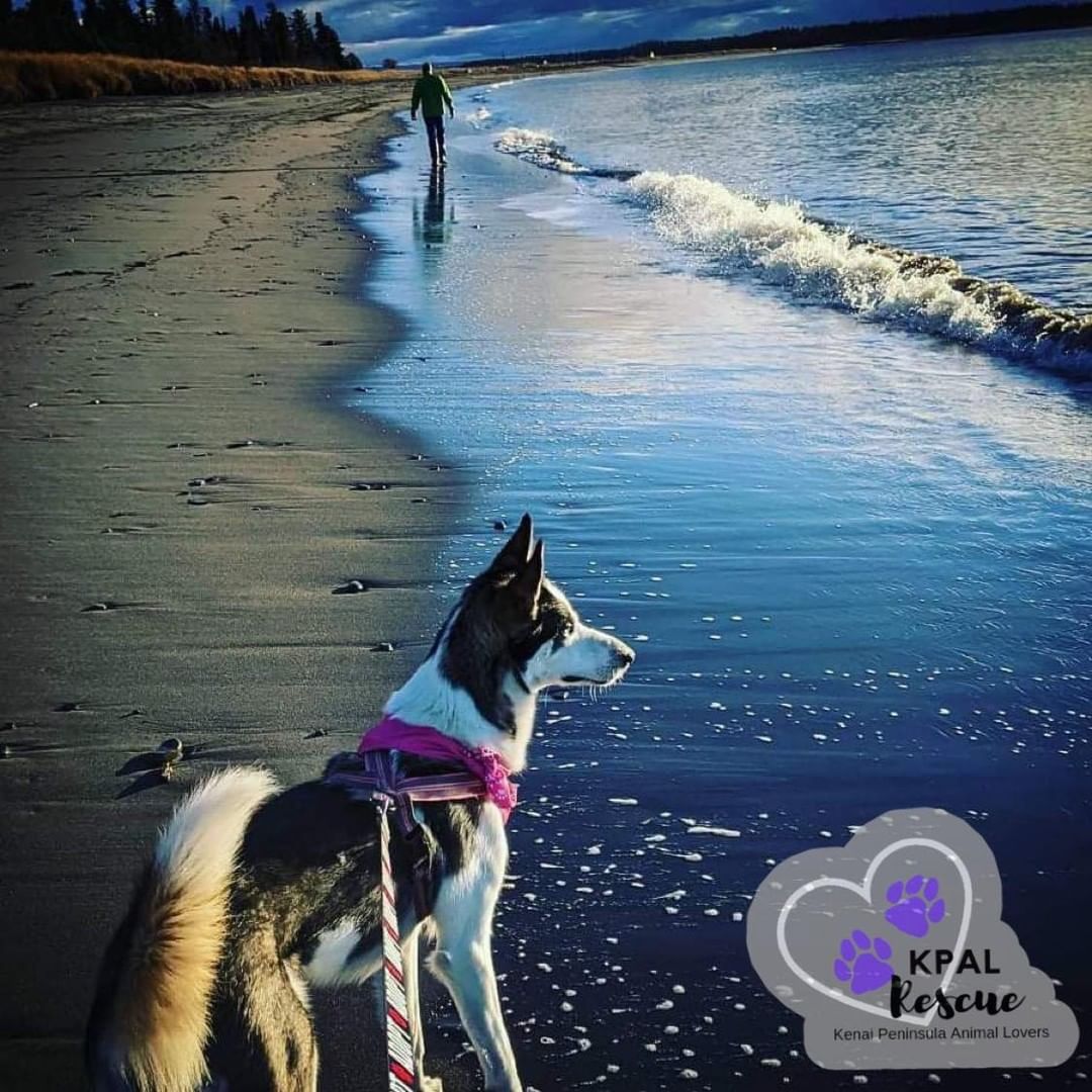 “Sure, we huskies are known for being snow dogs, but that doesn't mean I don't enjoy showing off my inner ‘beach babe’!” ~Nova 🐾

Nova is STILL available for adoption! 💜 Learn more about her here: https://www.facebook.com/616781932088073/posts/1267839270315666/

Adoption Application: https://petstablished.com/adoption_form/24218/generic

<a target='_blank' href='https://www.instagram.com/explore/tags/kpalrescue/'>#kpalrescue</a>