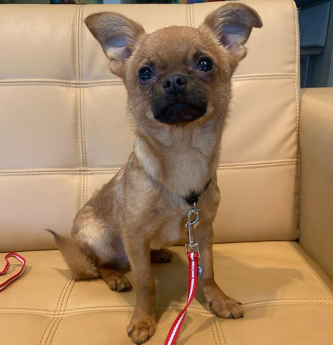 Aien’t no BONES 🦴 about it, Uno the 11 month old chihuahua mix is so cute, it’s SCARY. Uno will learn alllllll the TRICKS if you reward him with a TREAT! 🎃 (We’re excited for spooky season, sorry y’all….and clearly Uno wasn’t amused by the Halloween jokes either). 

It doesn’t get much sweeter than this 5.6 pound guy, who is a total lap dog! He will gladly cuddle up on the couch with you and knows how to be carried, but he’s still learning how to walk on a leash. Once he spends some time with you, Uno will be your number 1 fan! 

Call 859.873.5491 with any questions on Uno or any of our adoptable friends on woodfordhumane.org!

<a target='_blank' href='https://www.instagram.com/explore/tags/socuteitsscary/'>#socuteitsscary</a> <a target='_blank' href='https://www.instagram.com/explore/tags/chihuahuasofinstagram/'>#chihuahuasofinstagram</a> <a target='_blank' href='https://www.instagram.com/explore/tags/adoptdontshop/'>#adoptdontshop</a> <a target='_blank' href='https://www.instagram.com/explore/tags/rescuedogsofinstagram/'>#rescuedogsofinstagram</a> <a target='_blank' href='https://www.instagram.com/explore/tags/rescuedismyfavoritebreed/'>#rescuedismyfavoritebreed</a> <a target='_blank' href='https://www.instagram.com/explore/tags/chihuahualove/'>#chihuahualove</a> <a target='_blank' href='https://www.instagram.com/explore/tags/tinybutmighty/'>#tinybutmighty</a> <a target='_blank' href='https://www.instagram.com/explore/tags/sharethelex/'>#sharethelex</a> <a target='_blank' href='https://www.instagram.com/explore/tags/sharethelexpets/'>#sharethelexpets</a>