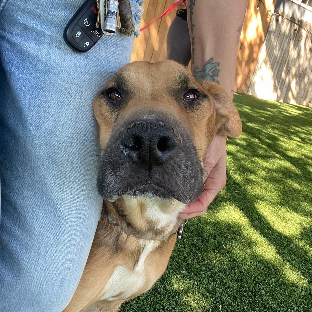 Halloween Vibes brought to y’all by sweet angel boy, Rocky.

We literally cannot believe this love bug is still looking for his forever human/s.

For any of our new followers, Rocky was saved from the streets of Mexico and is approximately 5 years old.

He is an Ehrlichiosis survivor which is a bacterial disease caused by ticks. 

He has chronic distemper myoclonus, causing constant contractions of the jaw leading to gum recession and bone loss. 

@realgoodrescue has exhausted all medical options with multiple vets and specialists. Unfortunately, Rocky is medically not able to undergo anesthesia for oral surgery.

Despite all of this, Rocky is an incredibly happy boy. 

Looking for a long term foster (@realgoodrescue covers all costs) or a forever home for this boy to let him sunbathe and receive all the love that he deserves.

Please share to help Rocky find his human/s.

If you/ someone you know would like to open your home to this sweet boy, please DM @terahgisolo or @realgoodrescue or email terah@realgood.dog 

Thank you in advance for spreading the good word to help this sweet boy in need.

Thank you to @breeking29 and @thecrateescape_ca for providing a temporary foster home for Rocky.

<a target='_blank' href='https://www.instagram.com/explore/tags/RealGoodRescue/'>#RealGoodRescue</a> <a target='_blank' href='https://www.instagram.com/explore/tags/RealGoodGang/'>#RealGoodGang</a> <a target='_blank' href='https://www.instagram.com/explore/tags/HappyHalloween/'>#HappyHalloween</a>