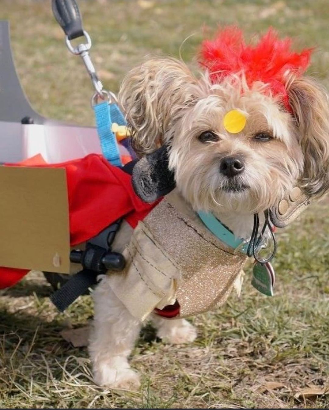 Happy Halloween!! From Adoptable Lacey and some of the FWFP Gang!! No tricks, ALL TREATS!! 🎃🦴🎃🦴🎃🦴

<a target='_blank' href='https://www.instagram.com/explore/tags/rescuelife/'>#rescuelife</a> <a target='_blank' href='https://www.instagram.com/explore/tags/adoptdontshop/'>#adoptdontshop</a> <a target='_blank' href='https://www.instagram.com/explore/tags/halloween/'>#halloween</a> <a target='_blank' href='https://www.instagram.com/explore/tags/trickortreat/'>#trickortreat</a> <a target='_blank' href='https://www.instagram.com/explore/tags/gooddog/'>#gooddog</a> <a target='_blank' href='https://www.instagram.com/explore/tags/yay/'>#yay</a> <a target='_blank' href='https://www.instagram.com/explore/tags/halloweencostumes/'>#halloweencostumes</a>