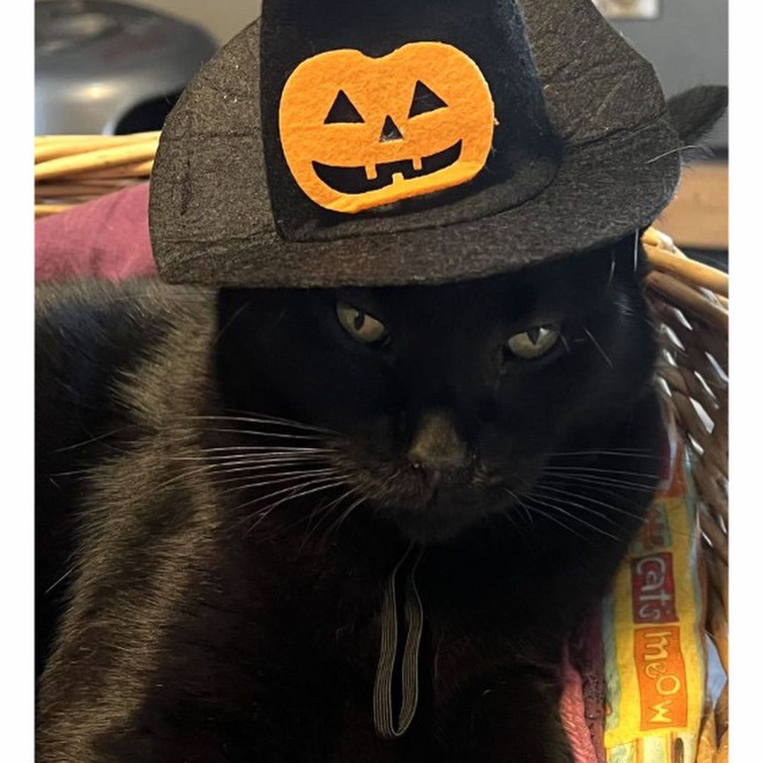 🎃🎃🎃🎃🎃🎃🎃🎃🎃
MEOWLLOWEEN 2021
“I’m having a hard time choosing my costume. Help me, please!
Gregory 
———————————————-
<a target='_blank' href='https://www.instagram.com/explore/tags/instacat/'>#instacat</a> <a target='_blank' href='https://www.instagram.com/explore/tags/instapet/'>#instapet</a> <a target='_blank' href='https://www.instagram.com/explore/tags/cat/'>#cat</a> <a target='_blank' href='https://www.instagram.com/explore/tags/lovecats/'>#lovecats</a> <a target='_blank' href='https://www.instagram.com/explore/tags/adoptdontshop/'>#adoptdontshop</a> <a target='_blank' href='https://www.instagram.com/explore/tags/kittens/'>#kittens</a> <a target='_blank' href='https://www.instagram.com/explore/tags/kitty/'>#kitty</a> <a target='_blank' href='https://www.instagram.com/explore/tags/rescuecats/'>#rescuecats</a> <a target='_blank' href='https://www.instagram.com/explore/tags/rescue/'>#rescue</a> <a target='_blank' href='https://www.instagram.com/explore/tags/13thstcatssanjose/'>#13thstcatssanjose</a> <a target='_blank' href='https://www.instagram.com/explore/tags/california/'>#california</a>  <a target='_blank' href='https://www.instagram.com/explore/tags/love/'>#love</a> <a target='_blank' href='https://www.instagram.com/explore/tags/catsofinstagram/'>#catsofinstagram</a> <a target='_blank' href='https://www.instagram.com/explore/tags/catcostume/'>#catcostume</a> <a target='_blank' href='https://www.instagram.com/explore/tags/catcostumes/'>#catcostumes</a> <a target='_blank' href='https://www.instagram.com/explore/tags/meow/'>#meow</a> <a target='_blank' href='https://www.instagram.com/explore/tags/meowlloween/'>#meowlloween</a> <a target='_blank' href='https://www.instagram.com/explore/tags/halloweencostume/'>#halloweencostume</a> <a target='_blank' href='https://www.instagram.com/explore/tags/halloween/'>#halloween</a> <a target='_blank' href='https://www.instagram.com/explore/tags/halloween2021/'>#halloween2021</a> <a target='_blank' href='https://www.instagram.com/explore/tags/blackcat/'>#blackcat</a> <a target='_blank' href='https://www.instagram.com/explore/tags/blackcatsofinstagram/'>#blackcatsofinstagram</a> <a target='_blank' href='https://www.instagram.com/explore/tags/batcat/'>#batcat</a> <a target='_blank' href='https://www.instagram.com/explore/tags/blackangel/'>#blackangel</a>