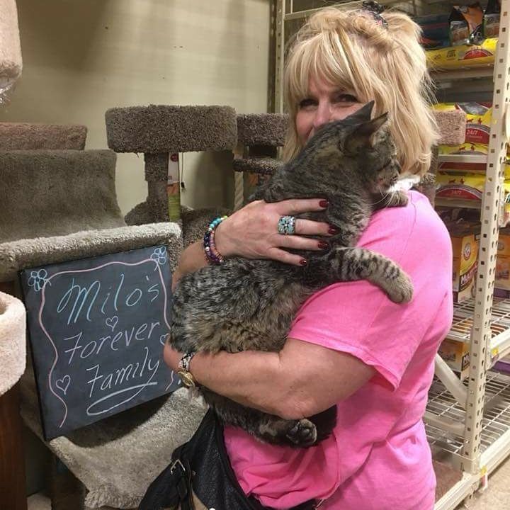 Hello fellow cat lovers! Hope your week is starting out well. We had two great adoptions this last weekend. Little Tommy and Big Milo found their forever families! Have good lives, boys!! <a target='_blank' href='https://www.instagram.com/explore/tags/rescue/'>#rescue</a> <a target='_blank' href='https://www.instagram.com/explore/tags/cfcr/'>#cfcr</a> <a target='_blank' href='https://www.instagram.com/explore/tags/adoptdontshop/'>#adoptdontshop</a> <a target='_blank' href='https://www.instagram.com/explore/tags/catsofinstagram/'>#catsofinstagram</a> <a target='_blank' href='https://www.instagram.com/explore/tags/cats/'>#cats</a>