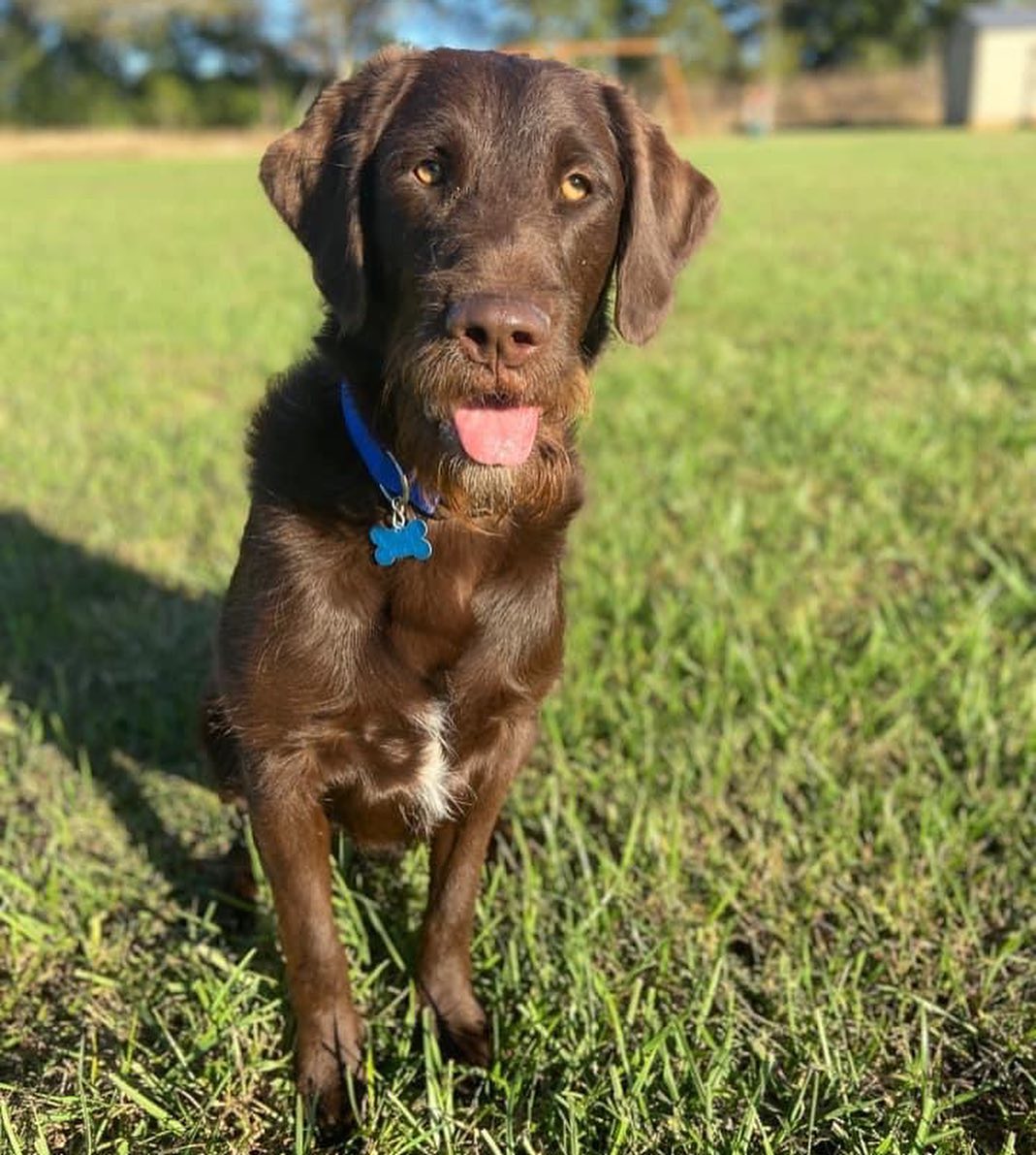 This handsome guy is Duke! Duke will be celebrating his FIRST birthday on 10/31! He would love to have a family of his own to celebrate with him, but more than anything, his birthday wish is for a family to COMMIT and love him for the rest of his days! See, Duke here has been bounced around from home to home because everyone hears LABRADOODLE but no one understands his breed and his needs! Duke is a typical lab in that he is HIGH energy. He needs everyday exercise and mental stimulation like games! Duke loves a game of fetch and so badly wants a human to bond with! He needs structure and someone to take the time to work with him and train him! He is a super fast learner! Duke needs a family with no kids under 13! (No exceptions!) He would also love a home with no cats (he thinks they’re play toys and doesn’t understand his size!) Another large dog in the home to play with would be a bonus but not required! If you have allergies- Duke is not the guy for you! He DOES shed! But Duke is house broken and crate trained!! If you fit this criteria- and you’re ready to commit 10000% to him, then please, just fill out a non-binding adoption application at FORrescue.net. Email info@FORrescue.net with any questions. 
<a target='_blank' href='https://www.instagram.com/explore/tags/duke/'>#duke</a> <a target='_blank' href='https://www.instagram.com/explore/tags/labradoodle/'>#labradoodle</a> <a target='_blank' href='https://www.instagram.com/explore/tags/rescuedog/'>#rescuedog</a> <a target='_blank' href='https://www.instagram.com/explore/tags/fosterdog/'>#fosterdog</a> <a target='_blank' href='https://www.instagram.com/explore/tags/dog/'>#dog</a> <a target='_blank' href='https://www.instagram.com/explore/tags/dogsofinstagram/'>#dogsofinstagram</a> <a target='_blank' href='https://www.instagram.com/explore/tags/adoptdontshop/'>#adoptdontshop</a> <a target='_blank' href='https://www.instagram.com/explore/tags/spayandneuter/'>#spayandneuter</a> <a target='_blank' href='https://www.instagram.com/explore/tags/friendsofrescue/'>#friendsofrescue</a> <a target='_blank' href='https://www.instagram.com/explore/tags/forrescue/'>#forrescue</a>