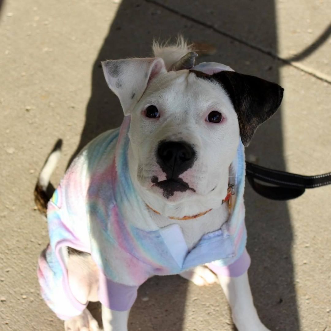 Happy Halloween from Reach Rescue🎃👻🐾
Adoptables got ready for the big day at yesterday’s adoption event. How cute do they look?! Let us know who your favorite is in the comments🤠

1. Bruce Lee the Cowboy
2. Paisley as Piglet
3. Journey the Unicorn
4. Axel as Eeyore
5. Buffy the Mermaid
6. Jason the Ice Cream Sundae
7. Freddy the Hot Dog
8. Kayak the Pumpkin 
9. Clara the Pig
10. Pearson the Dragon