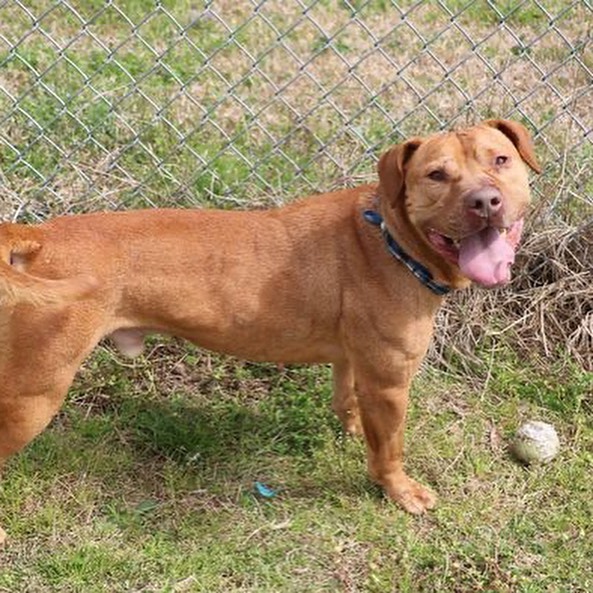 Henlo hai from the happiest blur of a boi, HOOVER!🏀

According to his foster mom, this super sweet boy would make the *perfect* companion for the right owner or family!

Hoover LOVES to be with his humans. He loves to play with toys, in fact one of his cutest quirks is that he takes large toys in his mouth, shows them to you and then takes back to his crate to play with them. A good boi, indeed. 🧡

Hoover is good with other dogs and good with strangers. He's good on the leash. He's house and crate trained. ✅ ✅✅

Hoover's ideal home would be one that is active so he can get his walks, hikes 🥾 and playtime 🎾 in every day—as well as an adult-only home or one with older kids. Other dogs are fine, but of course, intros 🤝 are always needed.

Hoover is about four yrs old and weighs about 45 lbs. He is utd on shots and is neutered. 

Have questions? Want to arrange a visit? Please contact reboundhounds@gmail.com, and we will get back to you!