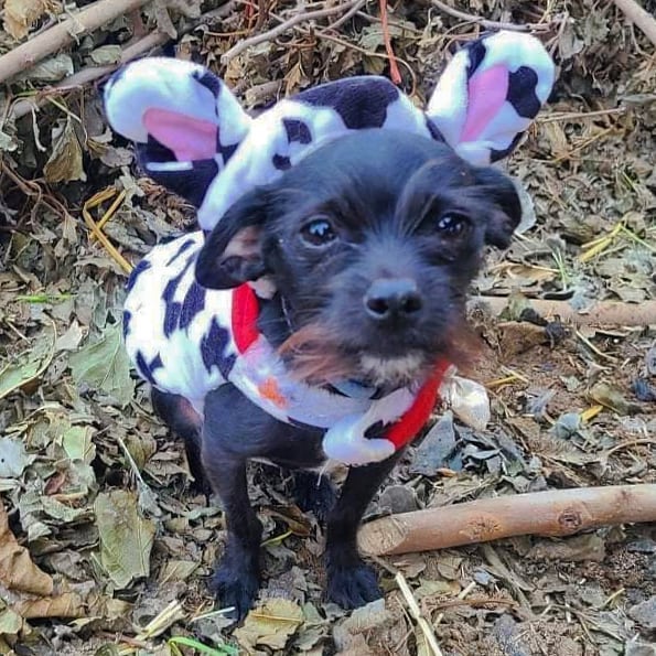 Happy Halloween from Roger the First 🎃