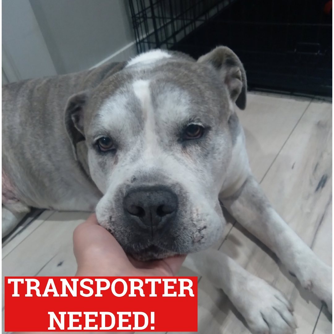 Can anyone give this big teddy bear a ride on Tuesday Nov 2 from boarding in Santa Clarita to his foster home near Crenshaw?
Jack is 100 lbs and should ride in a crate, so someone with a large car or SUV would be perfect! The timing on Nov 2 can be flexible!

<a target='_blank' href='https://www.instagram.com/explore/tags/adopt/'>#adopt</a> <a target='_blank' href='https://www.instagram.com/explore/tags/foster/'>#foster</a> <a target='_blank' href='https://www.instagram.com/explore/tags/nkla/'>#nkla</a> <a target='_blank' href='https://www.instagram.com/explore/tags/adoptdontshop/'>#adoptdontshop</a><a target='_blank' href='https://www.instagram.com/explore/tags/donate/'>#donate</a> <a target='_blank' href='https://www.instagram.com/explore/tags/support/'>#support</a> <a target='_blank' href='https://www.instagram.com/explore/tags/losangeles/'>#losangeles</a> <a target='_blank' href='https://www.instagram.com/explore/tags/rescuedog/'>#rescuedog</a> <a target='_blank' href='https://www.instagram.com/explore/tags/shelterdog/'>#shelterdog</a> <a target='_blank' href='https://www.instagram.com/explore/tags/rescuedismyfavoritebreed/'>#rescuedismyfavoritebreed</a> <a target='_blank' href='https://www.instagram.com/explore/tags/rescuedogsofinstagram/'>#rescuedogsofinstagram</a> <a target='_blank' href='https://www.instagram.com/explore/tags/dog/'>#dog</a> <a target='_blank' href='https://www.instagram.com/explore/tags/dogsofinstagram/'>#dogsofinstagram</a> <a target='_blank' href='https://www.instagram.com/explore/tags/rescue/'>#rescue</a> <a target='_blank' href='https://www.instagram.com/explore/tags/shelterdogsofinstagram/'>#shelterdogsofinstagram</a> <a target='_blank' href='https://www.instagram.com/explore/tags/whorescuedwho/'>#whorescuedwho</a> <a target='_blank' href='https://www.instagram.com/explore/tags/fosteringsaveslives/'>#fosteringsaveslives</a> <a target='_blank' href='https://www.instagram.com/explore/tags/fosterme/'>#fosterme</a> <a target='_blank' href='https://www.instagram.com/explore/tags/adoptme/'>#adoptme</a> <a target='_blank' href='https://www.instagram.com/explore/tags/savethemall/'>#savethemall</a> <a target='_blank' href='https://www.instagram.com/explore/tags/losangeles/'>#losangeles</a> <a target='_blank' href='https://www.instagram.com/explore/tags/socal/'>#socal</a> <a target='_blank' href='https://www.instagram.com/explore/tags/adoptabledogsofinstagram/'>#adoptabledogsofinstagram</a> <a target='_blank' href='https://www.instagram.com/explore/tags/adoptabledogsoflosangeles/'>#adoptabledogsoflosangeles</a>
