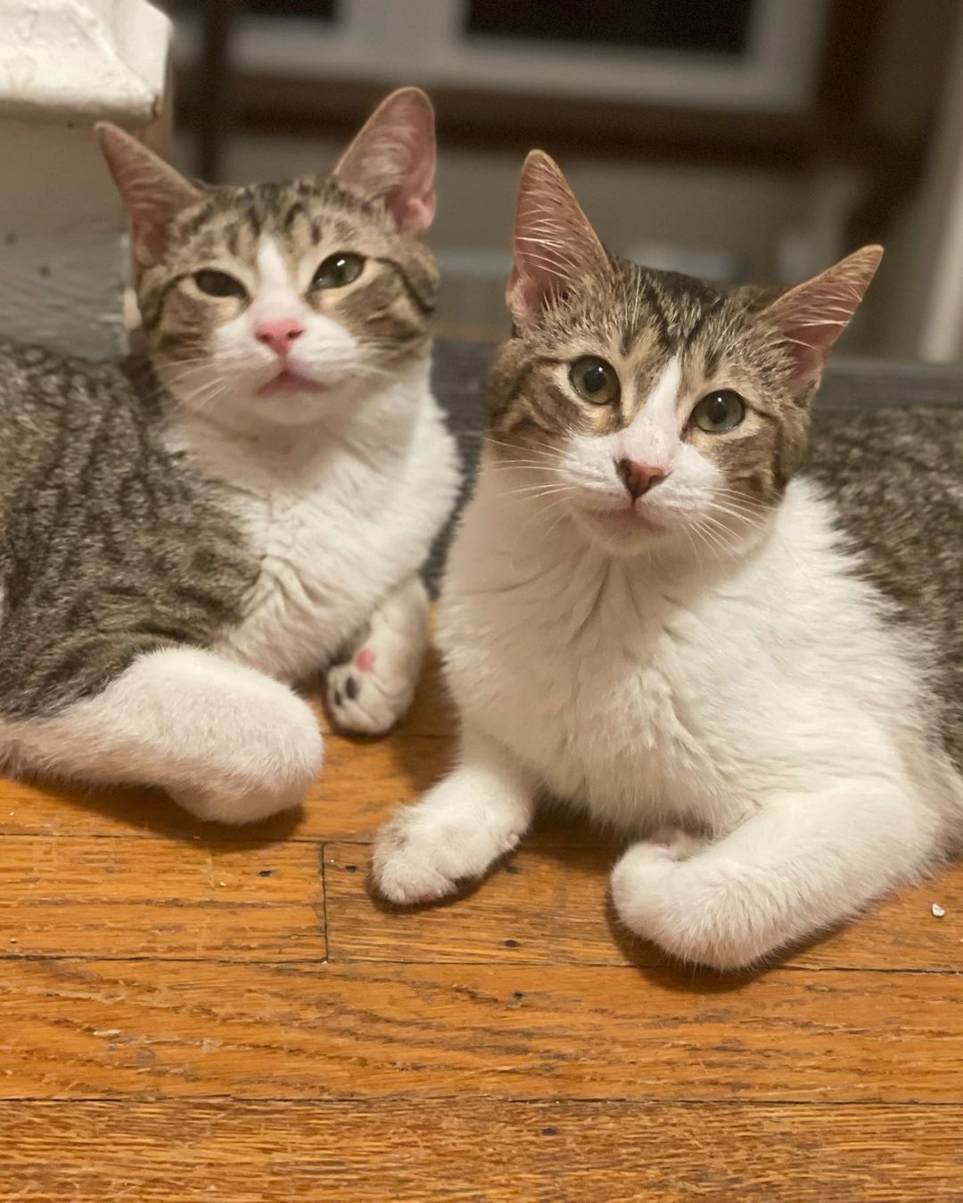 HOW does no one seem to want these PURRFECT kittens?? 😢 🐈 

Beans & Noodles are the sweetest brother pair out there, they LOVE EVERYONE! They have been fantastic with cats/kittens, dogs, and all people they have met. They love attention and being petted and respond with loud purrs. When you wake up in the morning or come home from work they immediately greet you. Both of the boys are snuggly and playful. They love to run around with toys, chase one another, and scratch on their posts, but love to hangout on the couch for a movie marathon too. They are 5 months old, neutered, microchipped, fully vaccinated, dewormed, fecal tested negative, feLV/FIV negative, and up to date on flea/tick/heartworm prevention. If you think this pair of kittens would be a fit for you/your family please use the link below to submit an application. 

Cat Adoption Application: https://airtable.com/shr8ANqpjKMsgCkyf 

Website: https://furrytalesrescue.wixsite.com/home 

Petfinder: https://www.petfinder.com/cat/beans-52631221/pa/blue-bell/furry-tales-animal-rescue-pa1105/

(These kittens are currently fostered in Glenolden, PA 19036)

.
.
.
.
.
<a target='_blank' href='https://www.instagram.com/explore/tags/furrytalesanimalrescue/'>#furrytalesanimalrescue</a> <a target='_blank' href='https://www.instagram.com/explore/tags/cats/'>#cats</a> <a target='_blank' href='https://www.instagram.com/explore/tags/kittens/'>#kittens</a> <a target='_blank' href='https://www.instagram.com/explore/tags/adopt/'>#adopt</a> <a target='_blank' href='https://www.instagram.com/explore/tags/rescue/'>#rescue</a> <a target='_blank' href='https://www.instagram.com/explore/tags/kitten/'>#kitten</a> <a target='_blank' href='https://www.instagram.com/explore/tags/kittycat/'>#kittycat</a> <a target='_blank' href='https://www.instagram.com/explore/tags/kittylove/'>#kittylove</a> <a target='_blank' href='https://www.instagram.com/explore/tags/kittykitty/'>#kittykitty</a> <a target='_blank' href='https://www.instagram.com/explore/tags/catinabox/'>#catinabox</a> <a target='_blank' href='https://www.instagram.com/explore/tags/catstagram/'>#catstagram</a> <a target='_blank' href='https://www.instagram.com/explore/tags/catsofig/'>#catsofig</a> <a target='_blank' href='https://www.instagram.com/explore/tags/kittenoftheday/'>#kittenoftheday</a> <a target='_blank' href='https://www.instagram.com/explore/tags/kittensoftheworld/'>#kittensoftheworld</a> <a target='_blank' href='https://www.instagram.com/explore/tags/kittenspace/'>#kittenspace</a> <a target='_blank' href='https://www.instagram.com/explore/tags/kittensofinsta/'>#kittensofinsta</a> <a target='_blank' href='https://www.instagram.com/explore/tags/kittensofig/'>#kittensofig</a> <a target='_blank' href='https://www.instagram.com/explore/tags/kittenplay/'>#kittenplay</a> <a target='_blank' href='https://www.instagram.com/explore/tags/kittenlove/'>#kittenlove</a> <a target='_blank' href='https://www.instagram.com/explore/tags/beans/'>#beans</a> <a target='_blank' href='https://www.instagram.com/explore/tags/noodles/'>#noodles</a> <a target='_blank' href='https://www.instagram.com/explore/tags/rescuekitty/'>#rescuekitty</a> <a target='_blank' href='https://www.instagram.com/explore/tags/rescuekitten/'>#rescuekitten</a> <a target='_blank' href='https://www.instagram.com/explore/tags/adoptthem/'>#adoptthem</a>