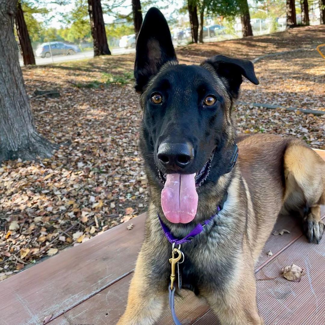 Asking a Belgian Malinois to hold still for a photo with Squirrels present….. this goofy ball of energy with legs is learning all about impulse control. Not an easy task. Through clear communication and repetition, he’s getting it. Kilo is part of the @11thhourk9 rescue program. He is currently fostering with @nexgenk9.dennis and learning all the things.
If you think you would like wingless Velociraptor living in your home, please fill out an adoption inquiry at 11thhourk9rescue.com