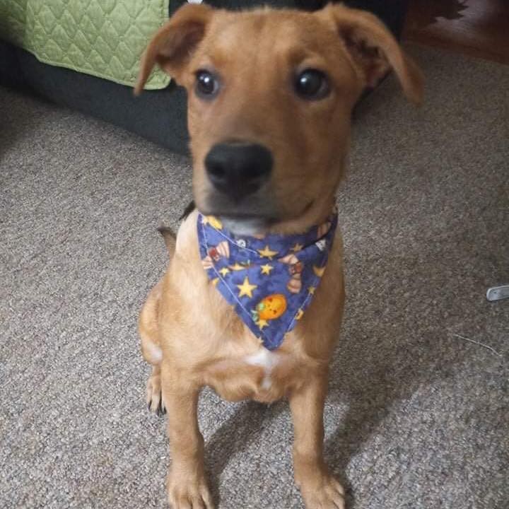 Happy 🎃👻 Halloween from Adoptable Jack!

Jack is a sweet mixed breed puppy of about four months old. He’s so smart, working hard on his commands, and house training. He loves his crate, toys, treats🦴and other dogs 🐩 🐕 ! He would definitely do best in a home with another dog! 

He’s neutered, vaccinated, microchipped and waiting for his forever family! No tricks please!

Apply today for this lovable cutie! https://www.emailmeform.com/builder/form/ICY0zLb5eMAfRd8dptd7