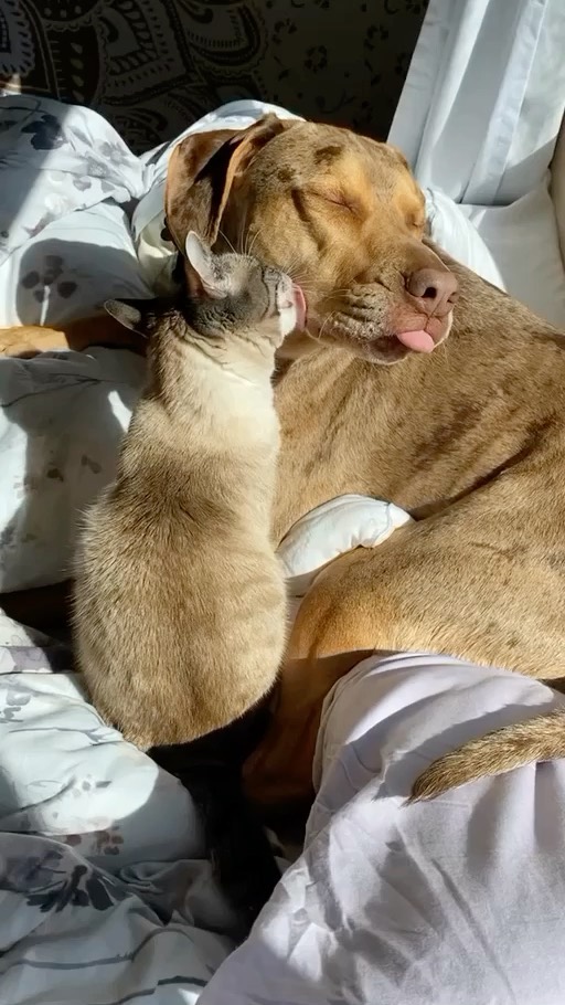 Moose loves his cat.