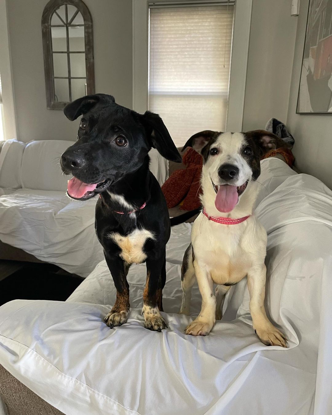 Our sibling duo arrived this past Saturday! Due to their super goofy personalities, we’ve named these two Frankie & Remi 🥰 Frankie is the white male and Remi is the black female. Both are 4 months old, super sweet & social, good with dogs, cats, and kids. They are hound mixes and will be a nice medium size when full grown. They’re working on their puppy basics such as crate training and potty training. They’re looking for their forever homes together or apart! Both would be great additions to any family ❤️